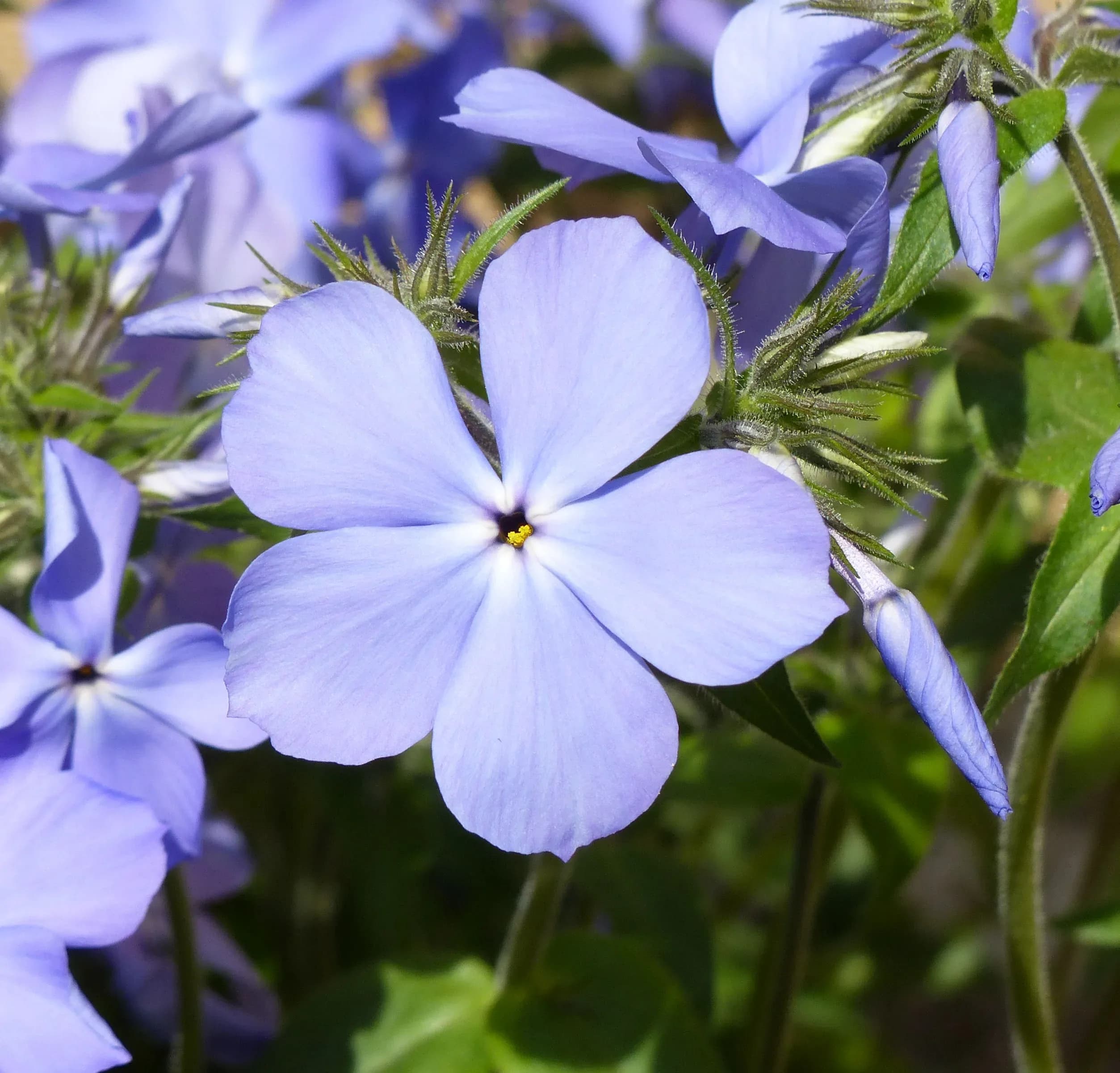 Phlox divaricata ‘Blue Moon’