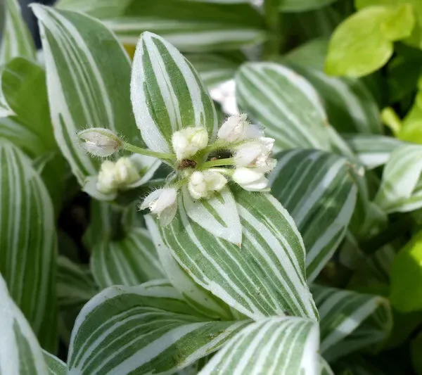 Tradescanzia di Rio variegata