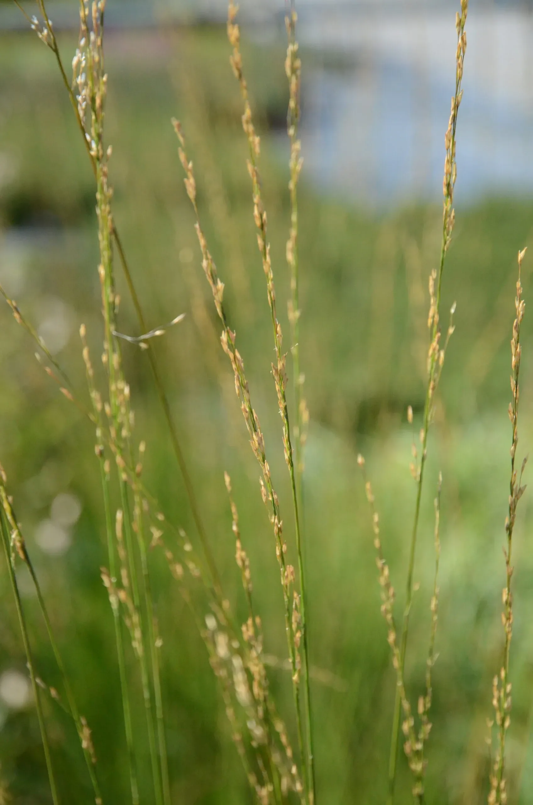 Molinia