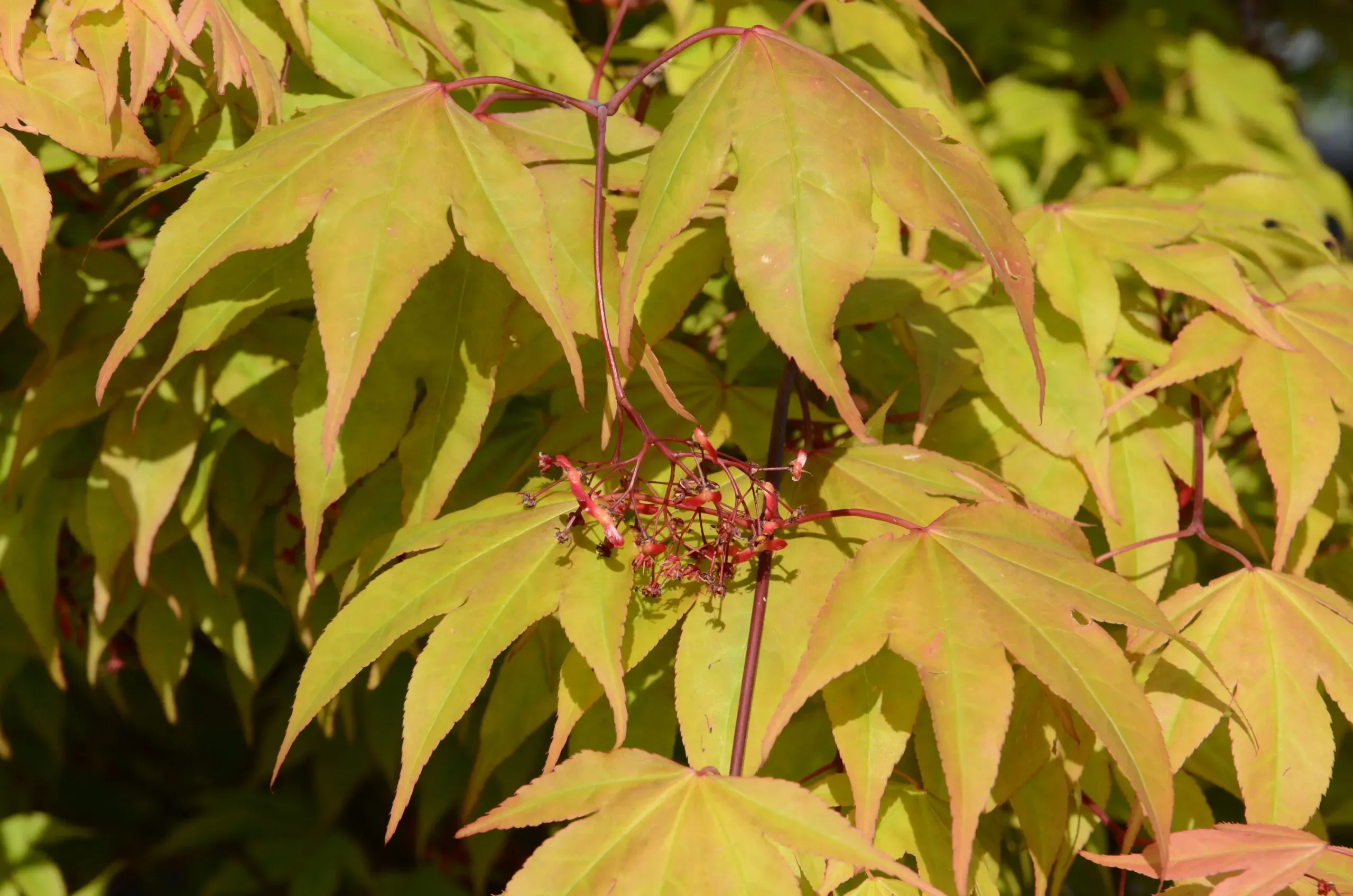 Acero Palmato 'Osakazuki'