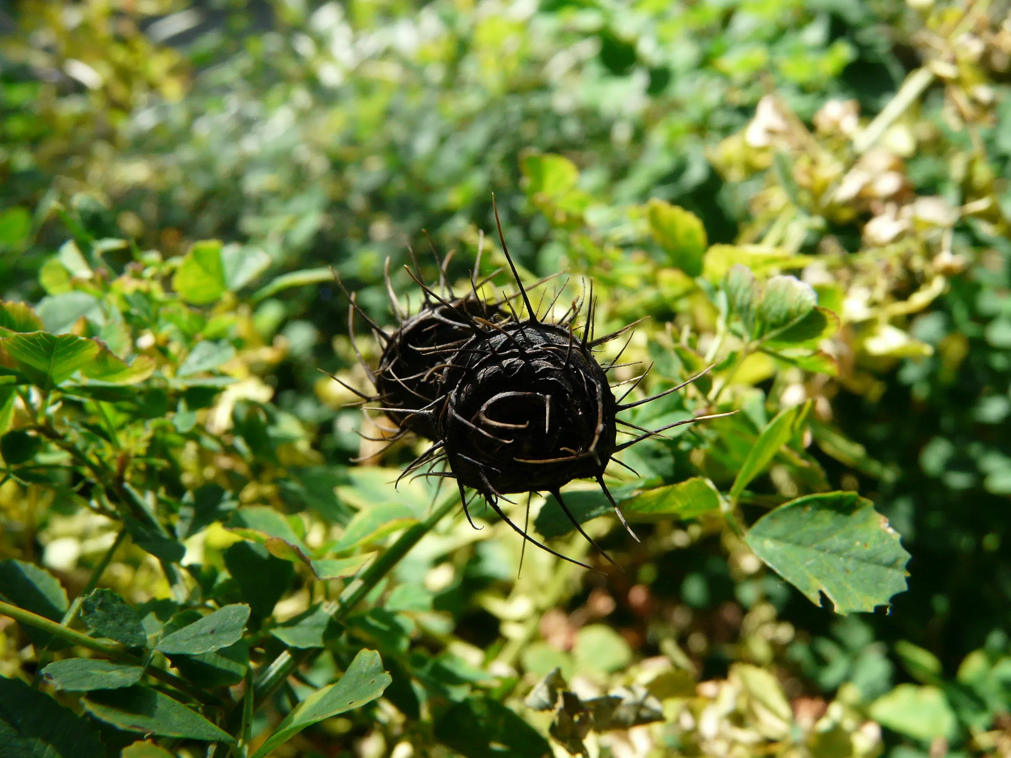 Erba medica del Carso