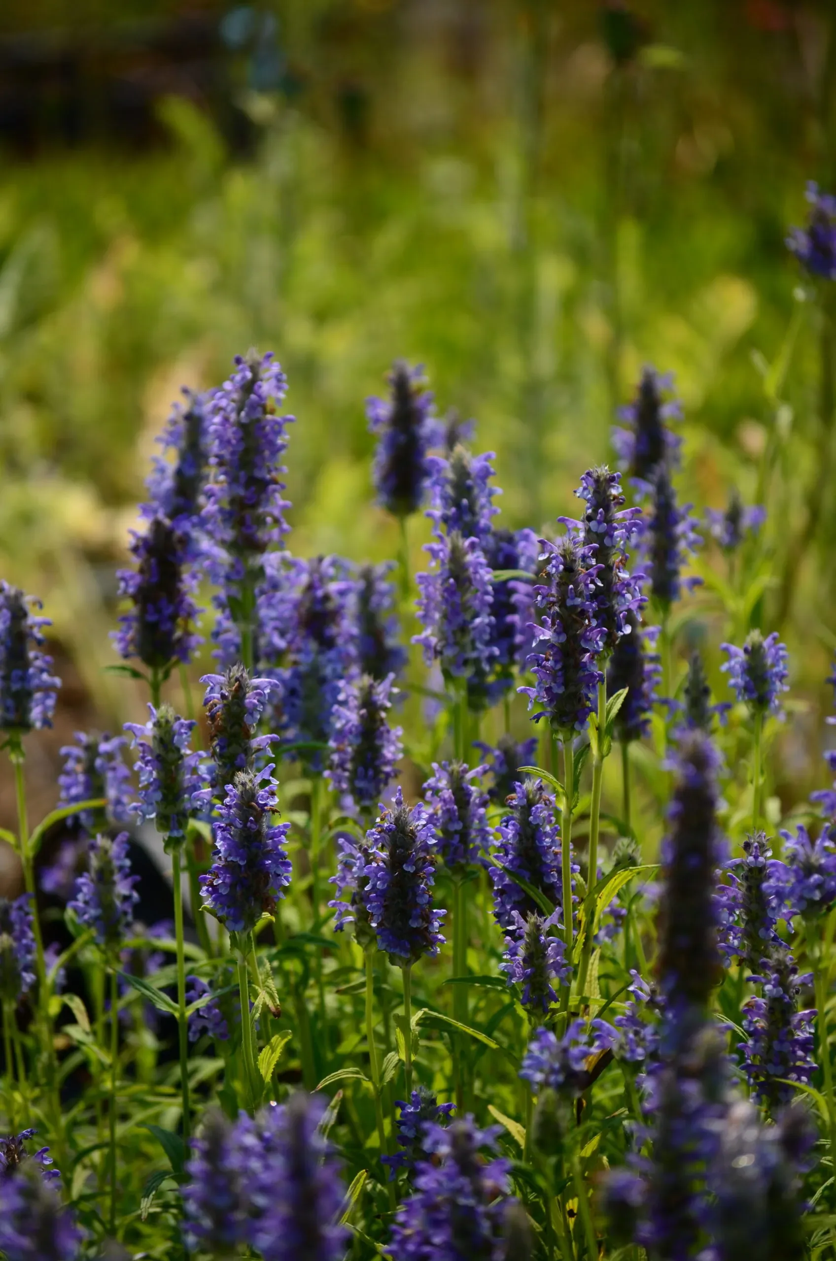 Nepeta nervosa