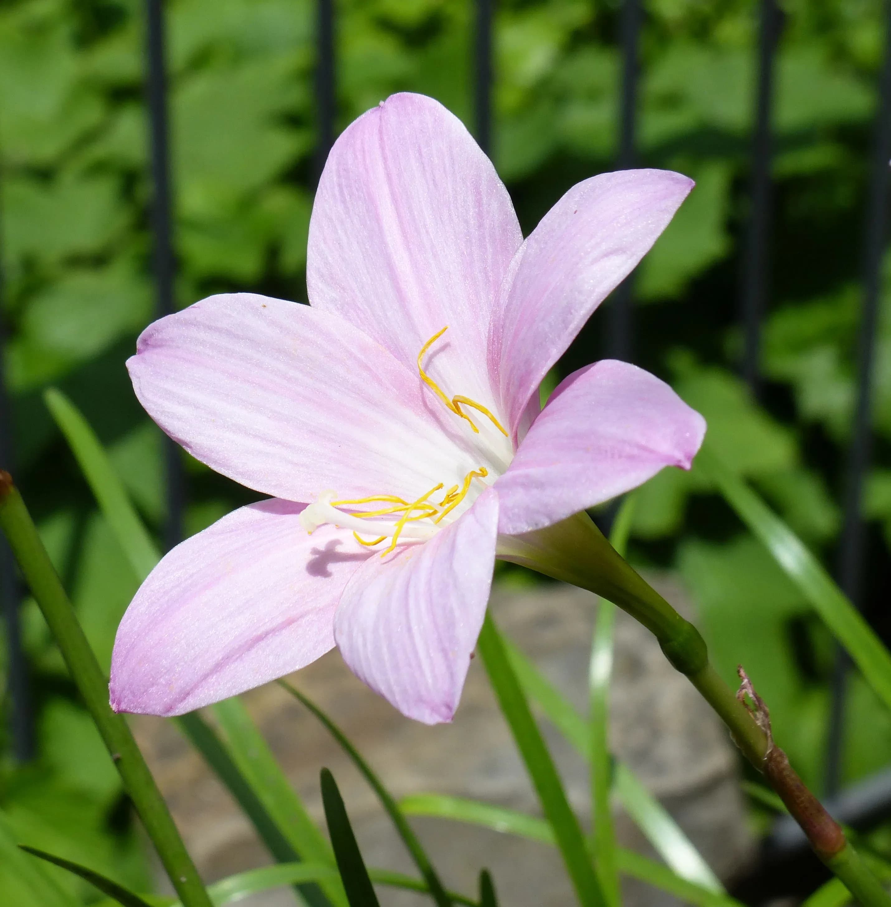 Giglio-zaffiro rosa