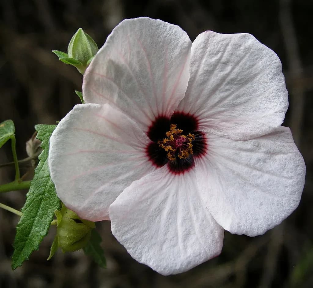 Pavonia