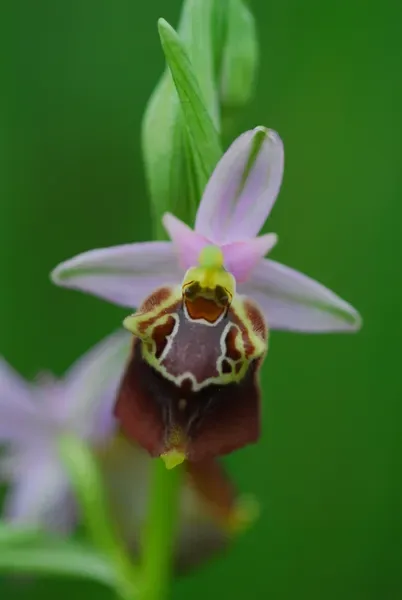 Orchidea pugliese