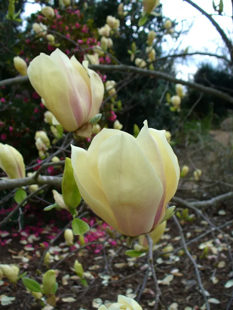 Magnolia