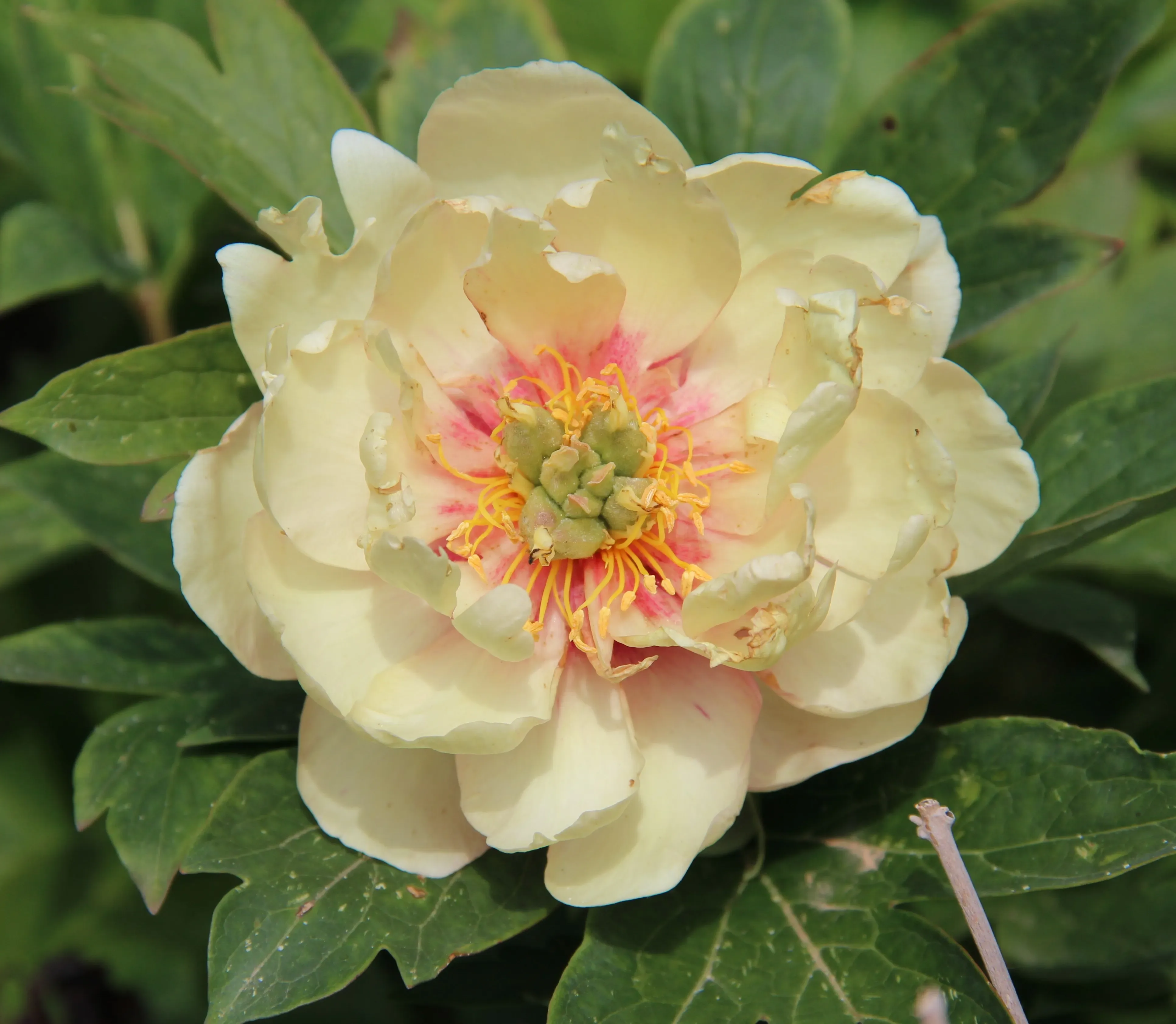 Paeonia 'Canary Brilliants'