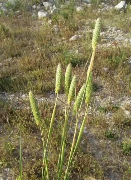 Scagliola sterile