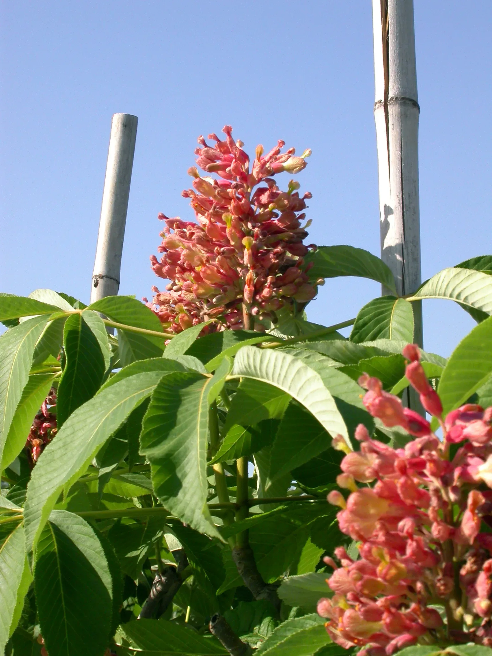 Ippocastano rosso 'Humilis'