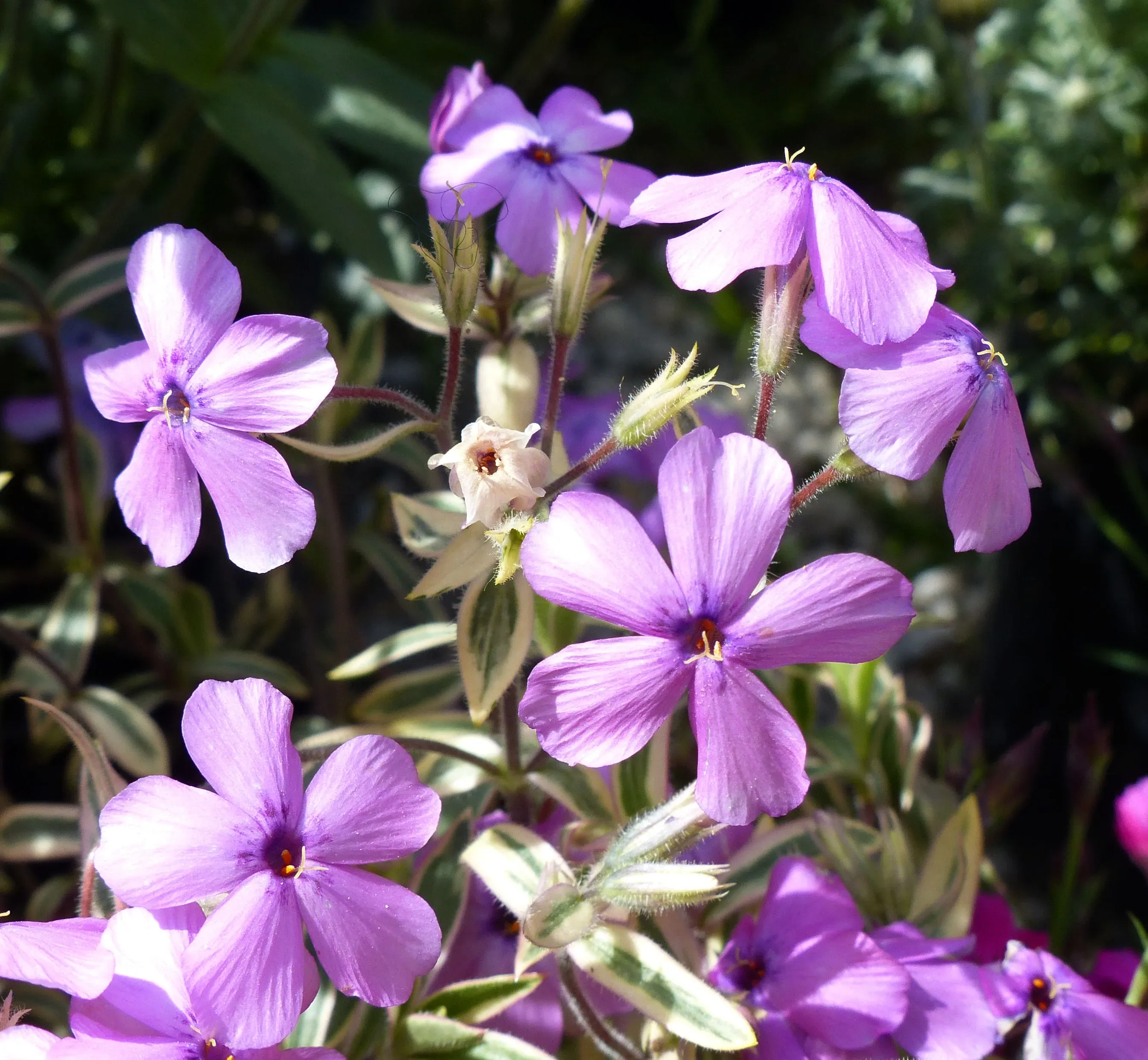 Flox