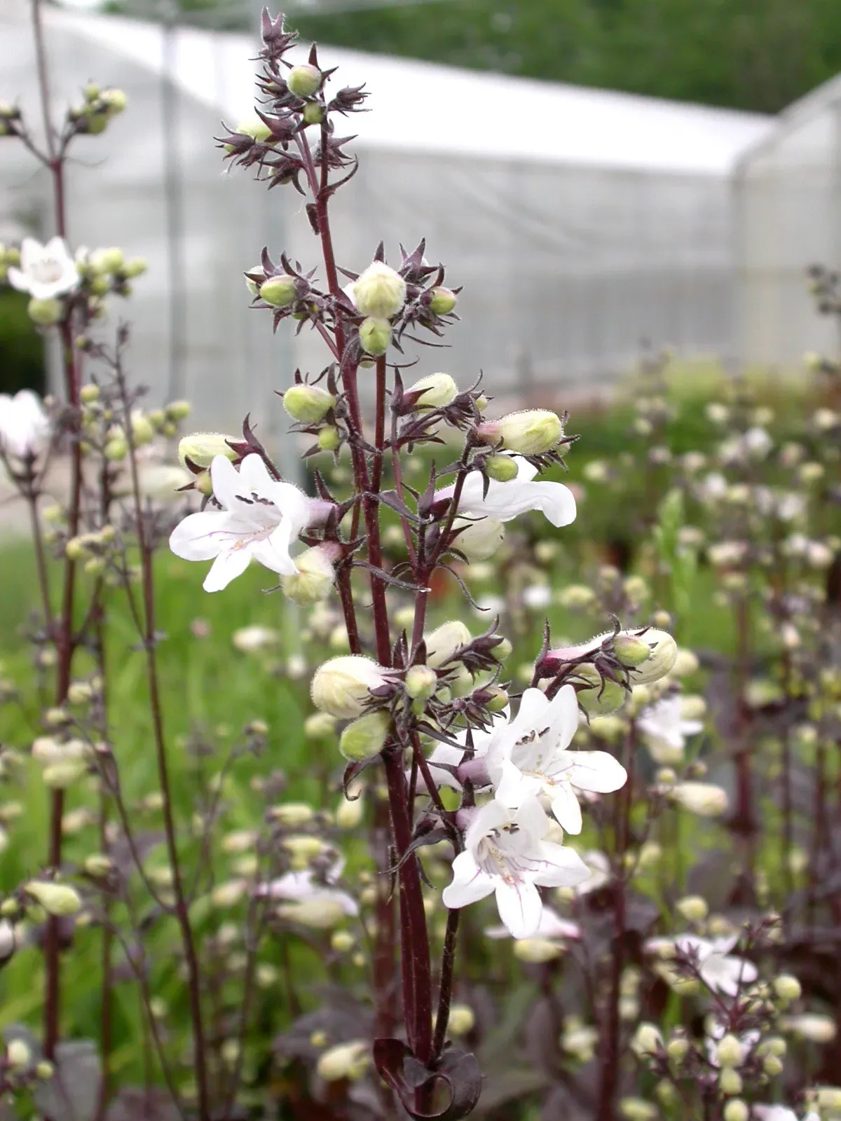 Penstemon