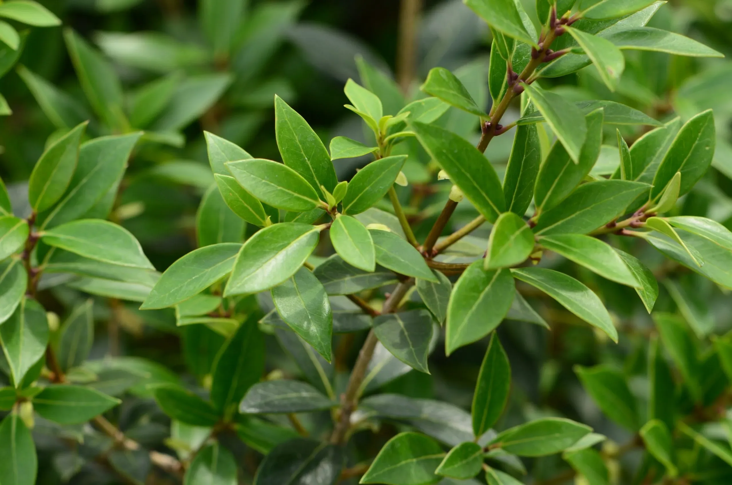 Osmanthus