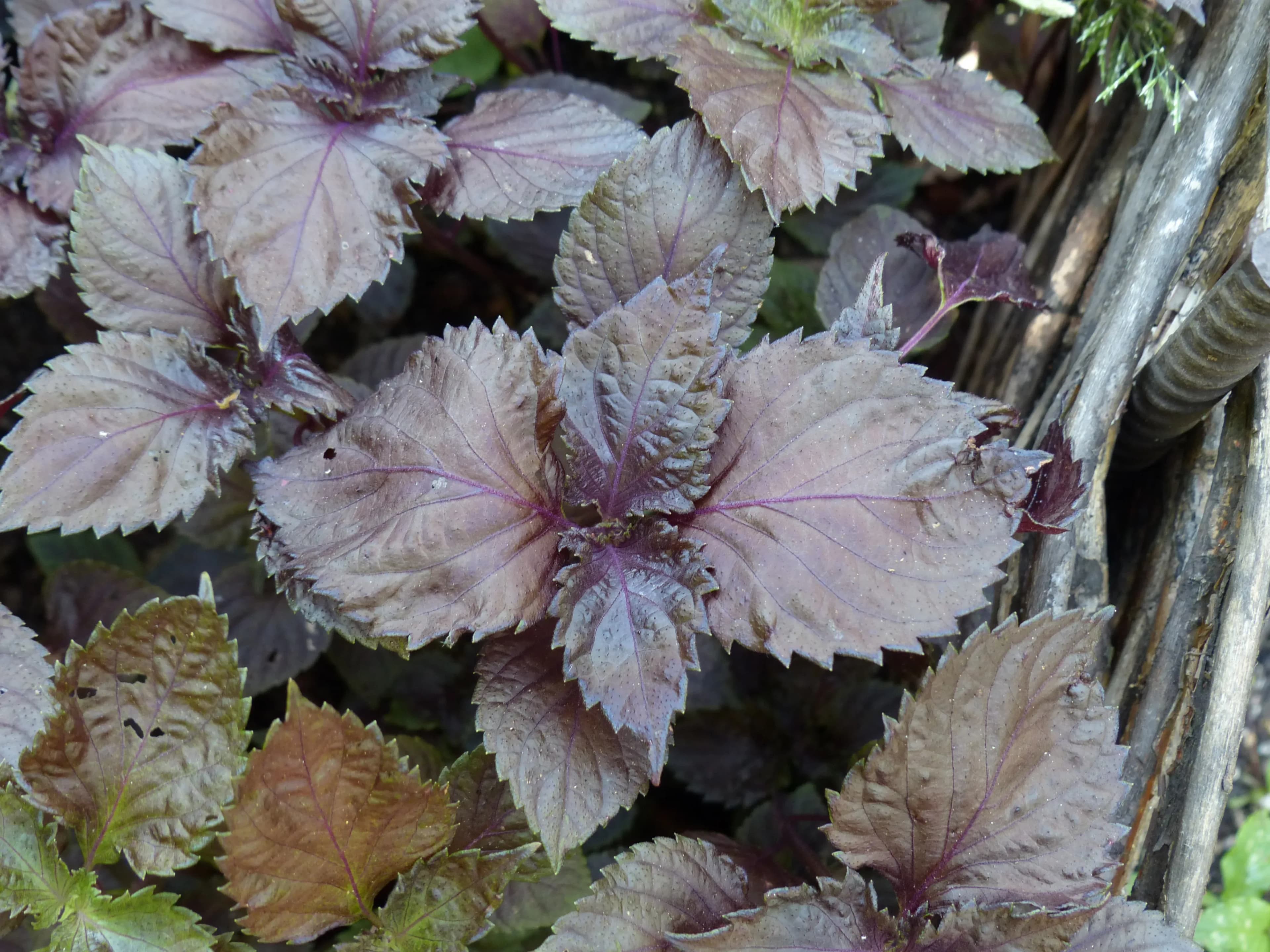Perilla