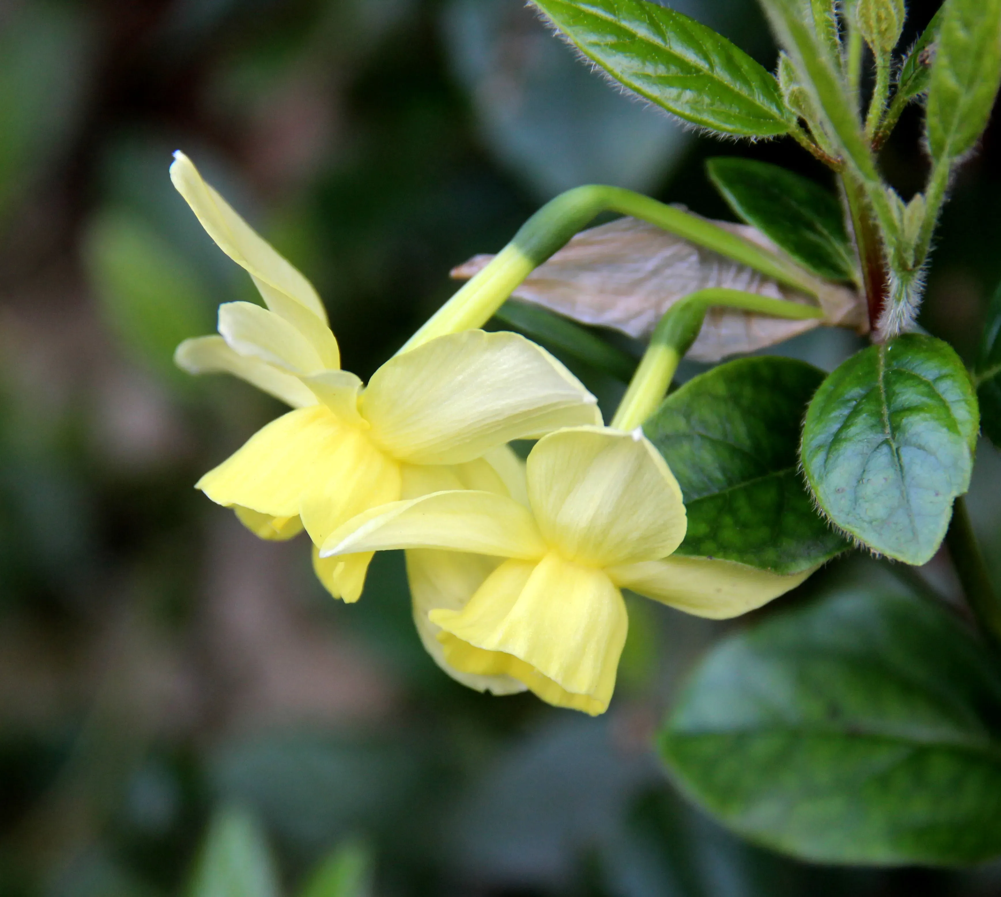 Narciso