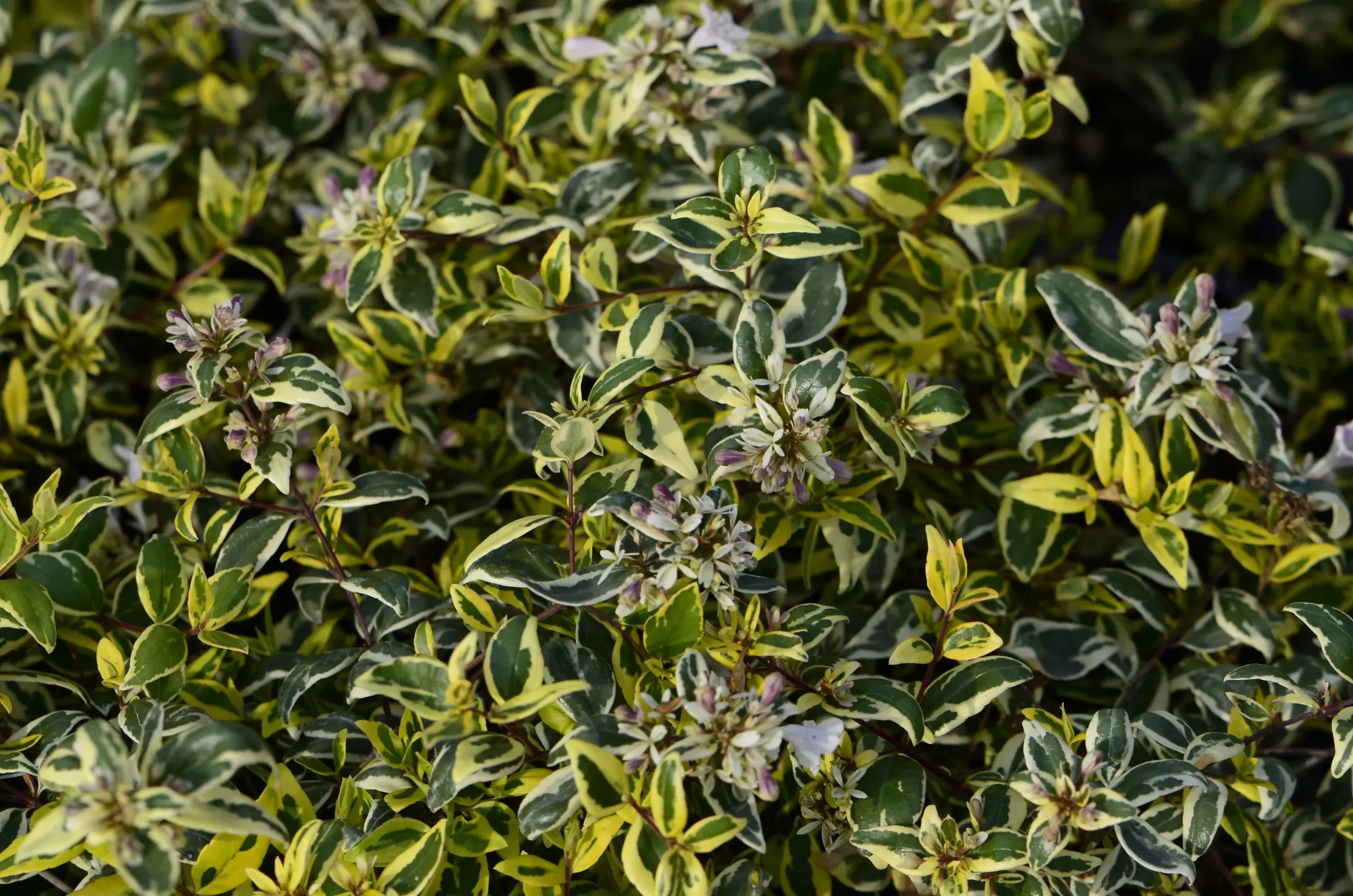 Abelia x grandiflora ‘Hopleys’