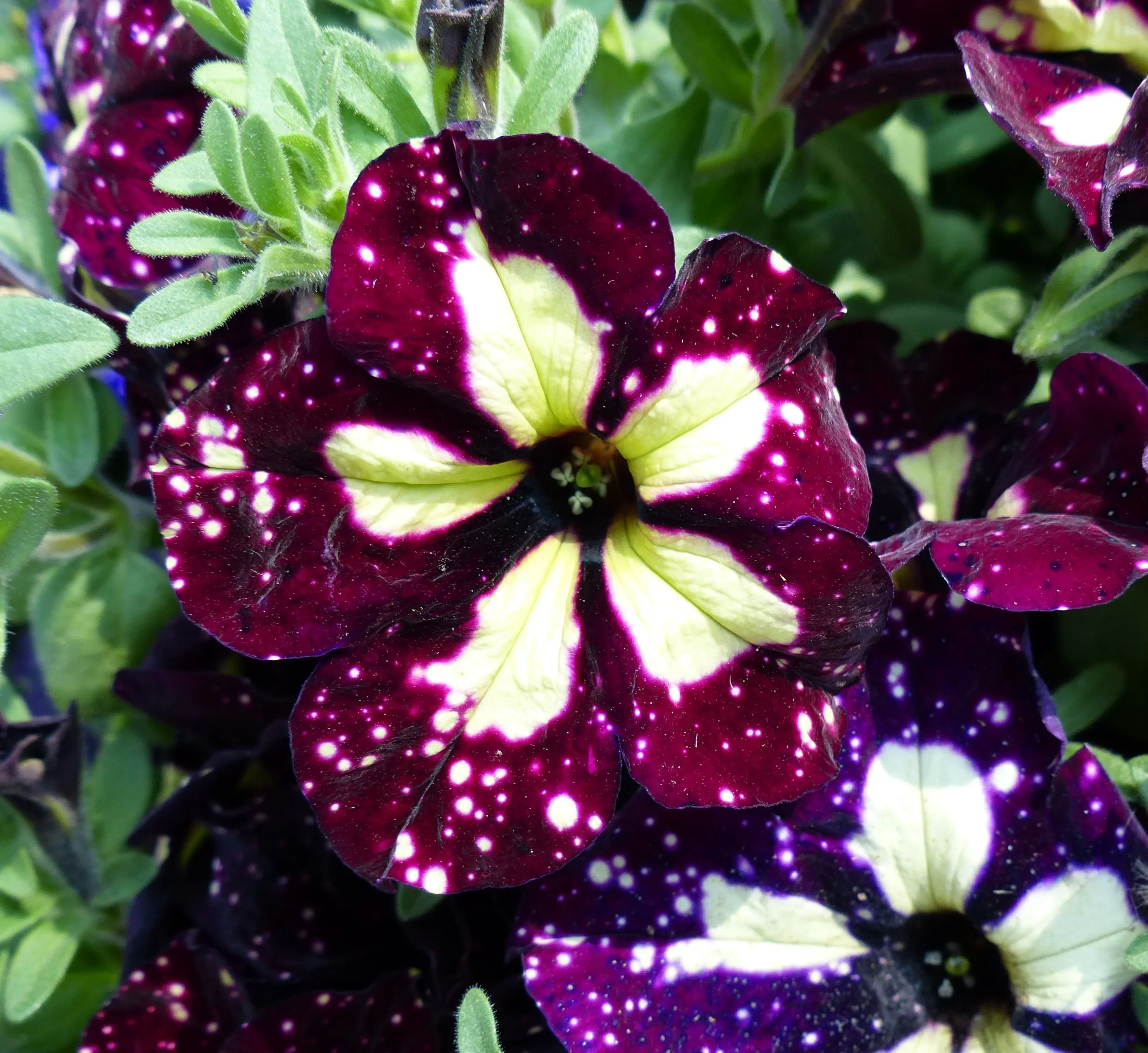 Petunia