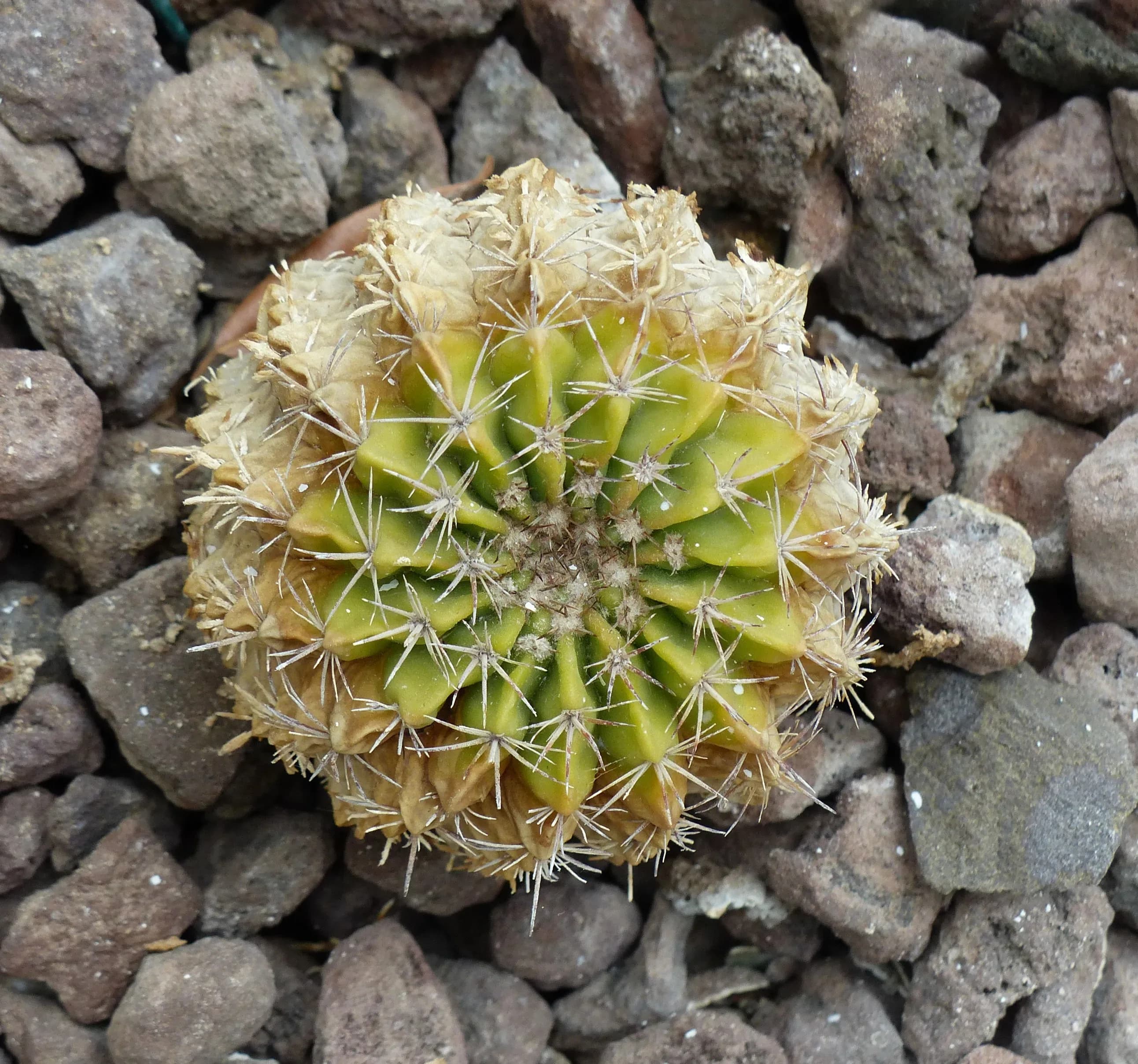 Parodia