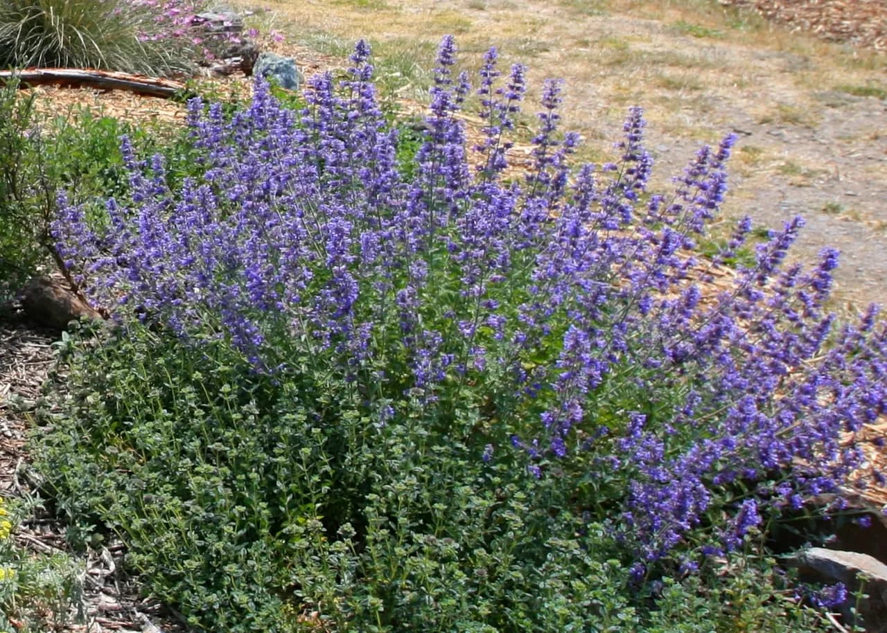 Nepeta