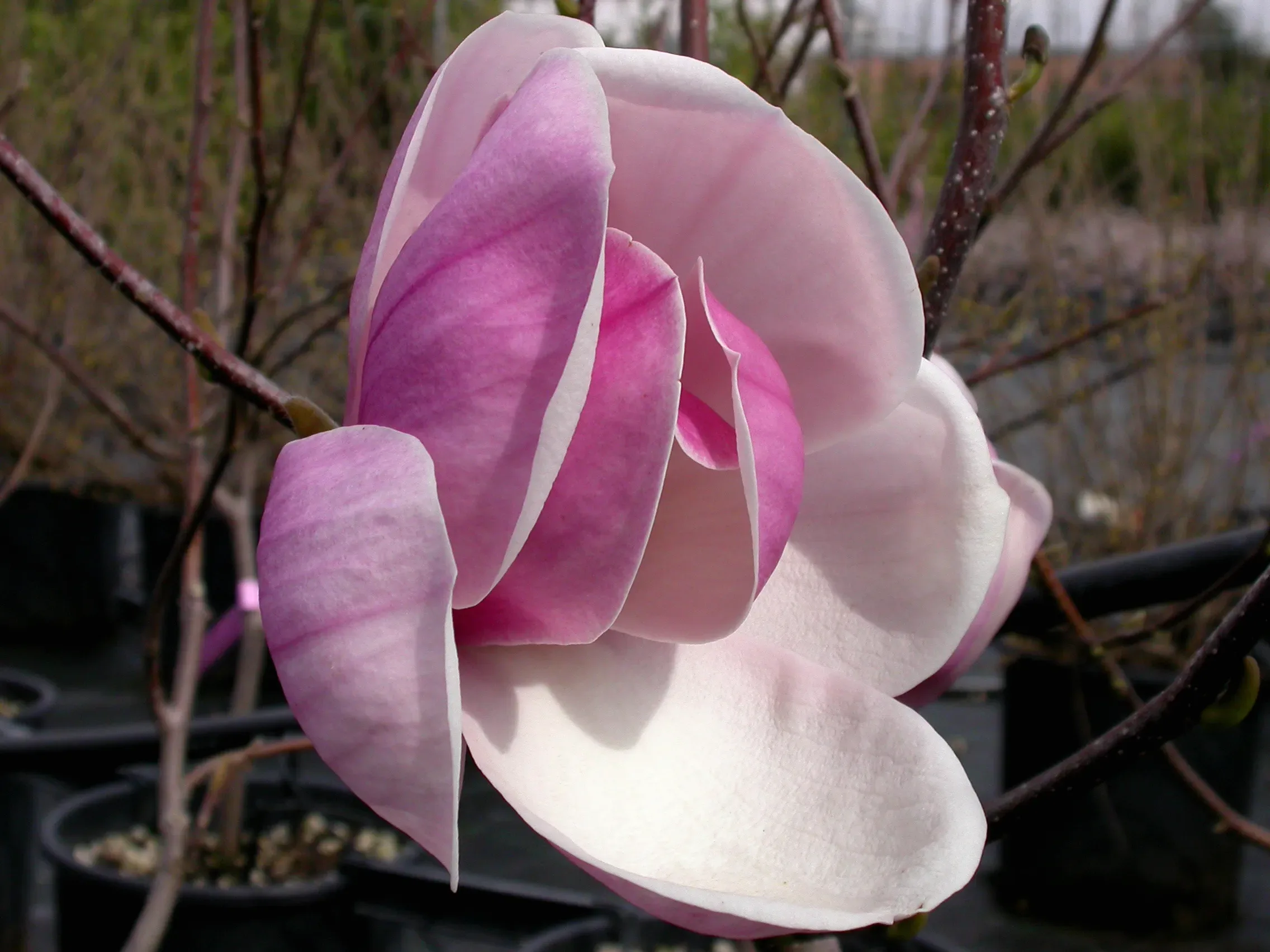 Magnolia