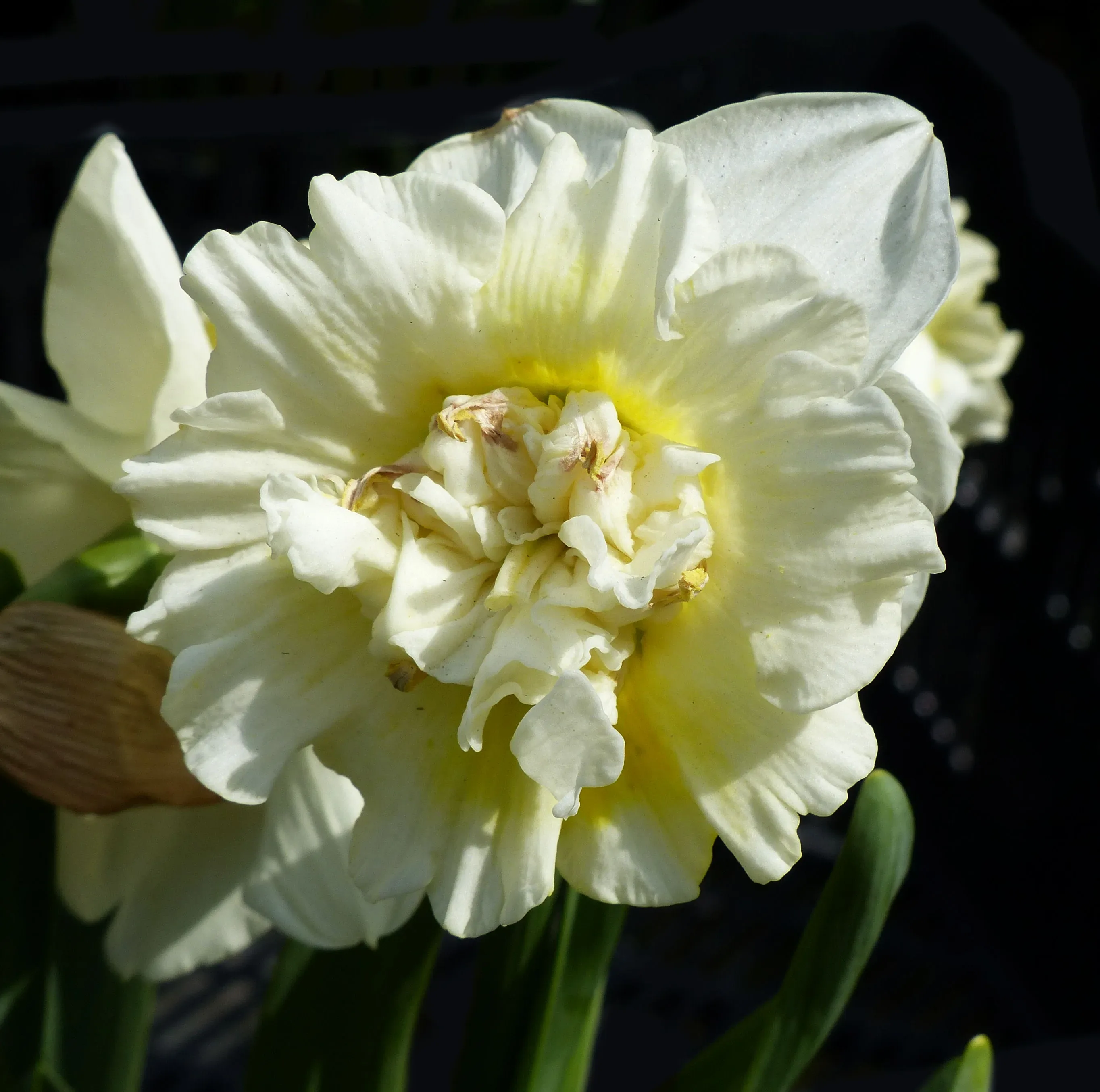 Narciso