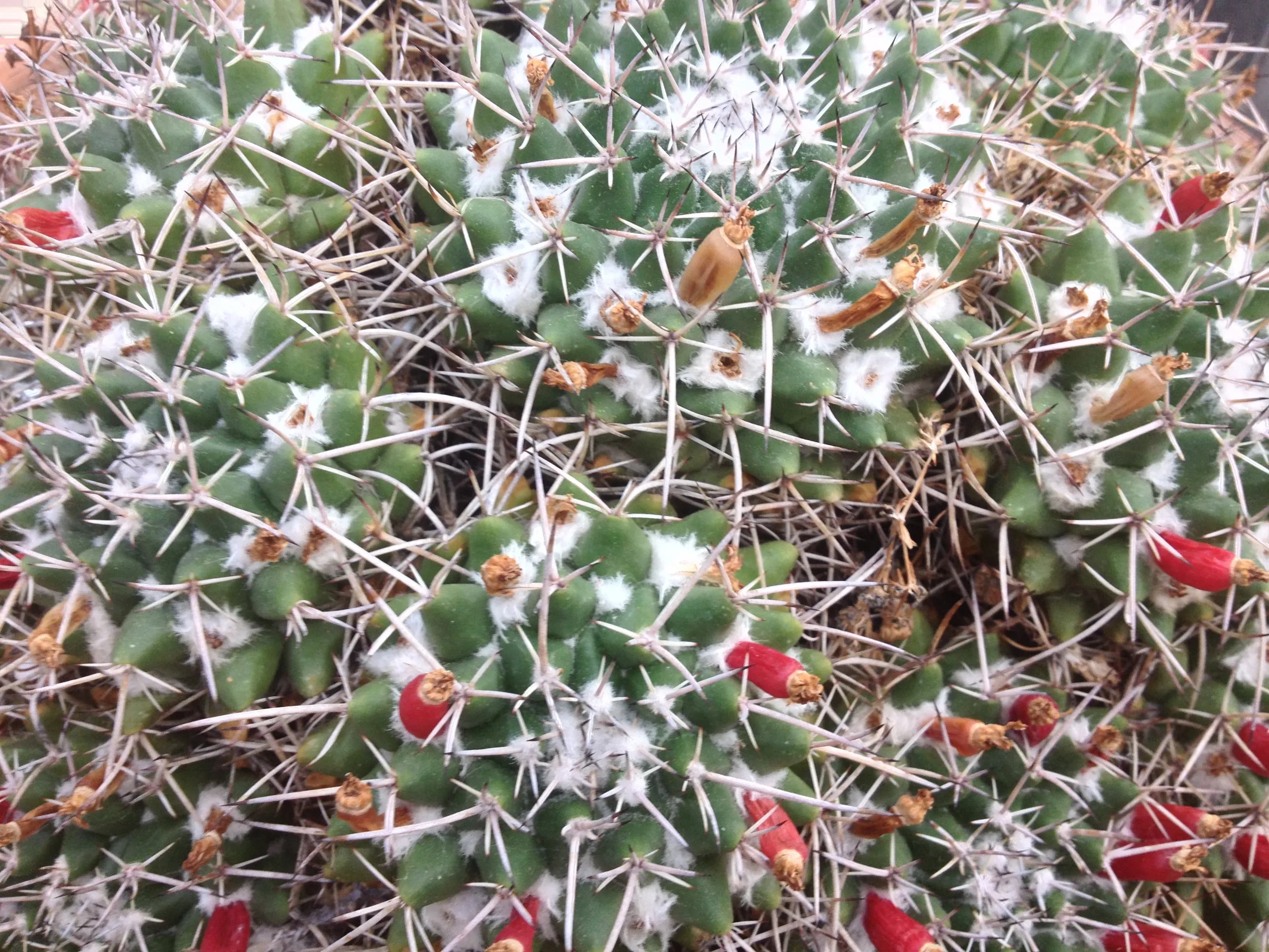 Mammillaria