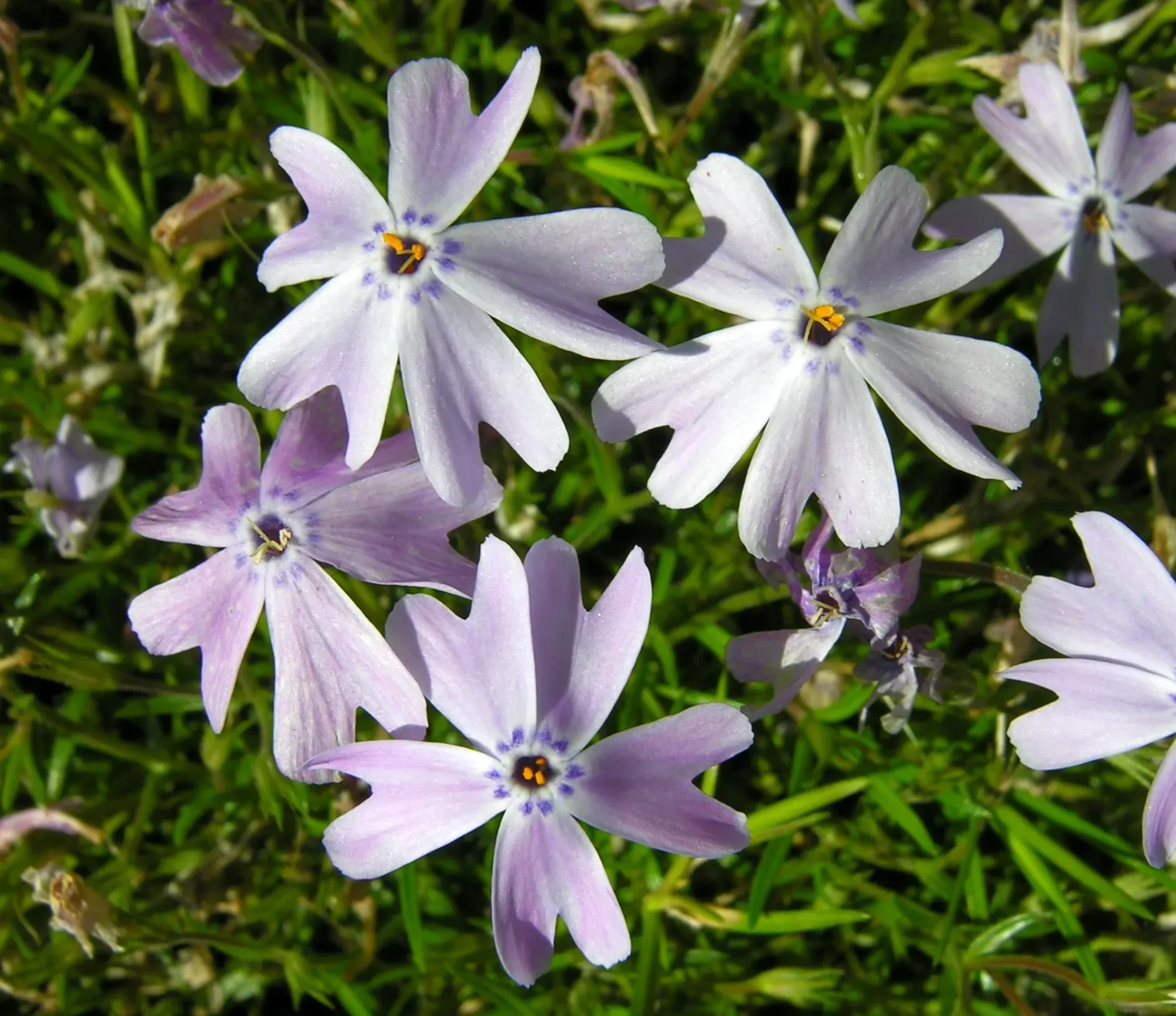 Flox muschiato