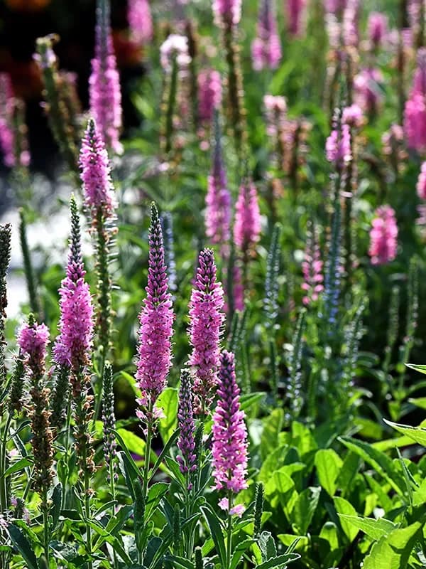Veronica spicata ‘Pink Goblin’