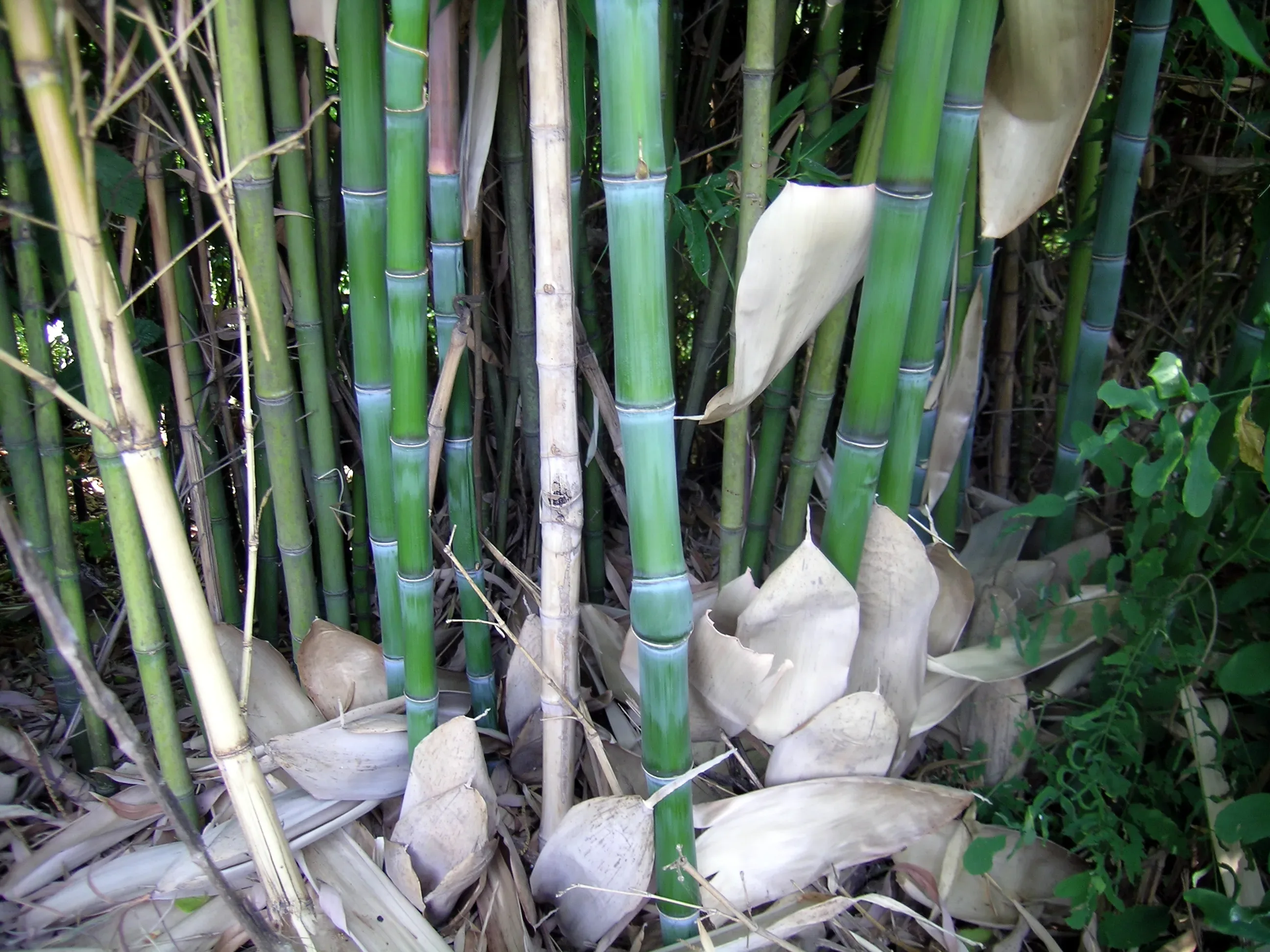 Bamboo Phyllostachys