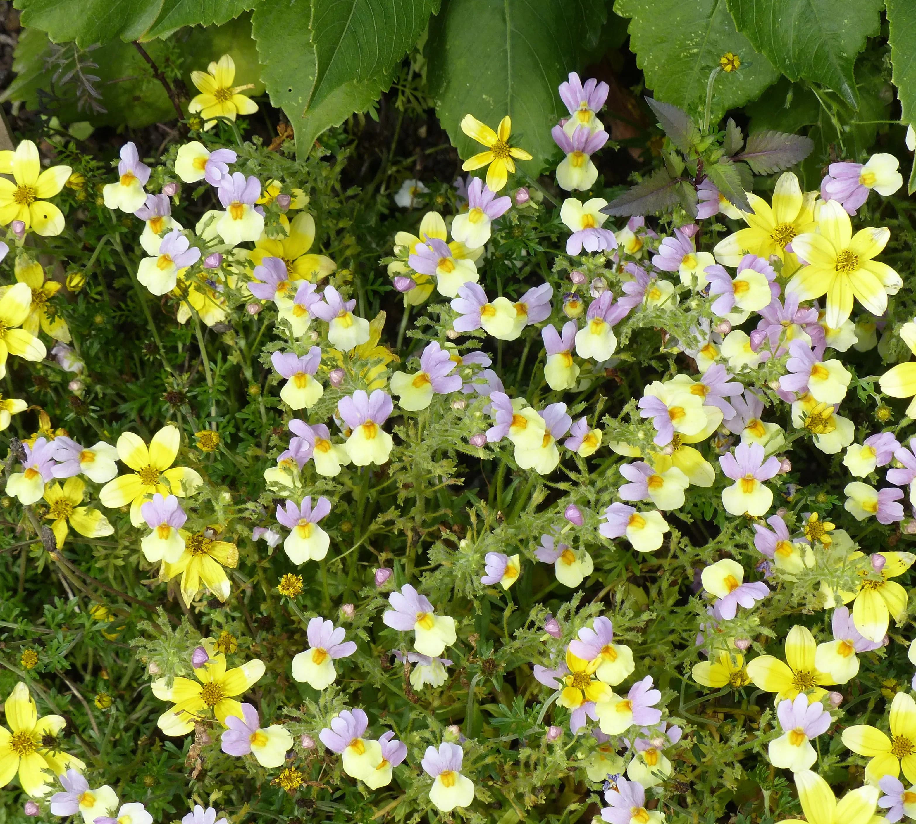 Nemesia