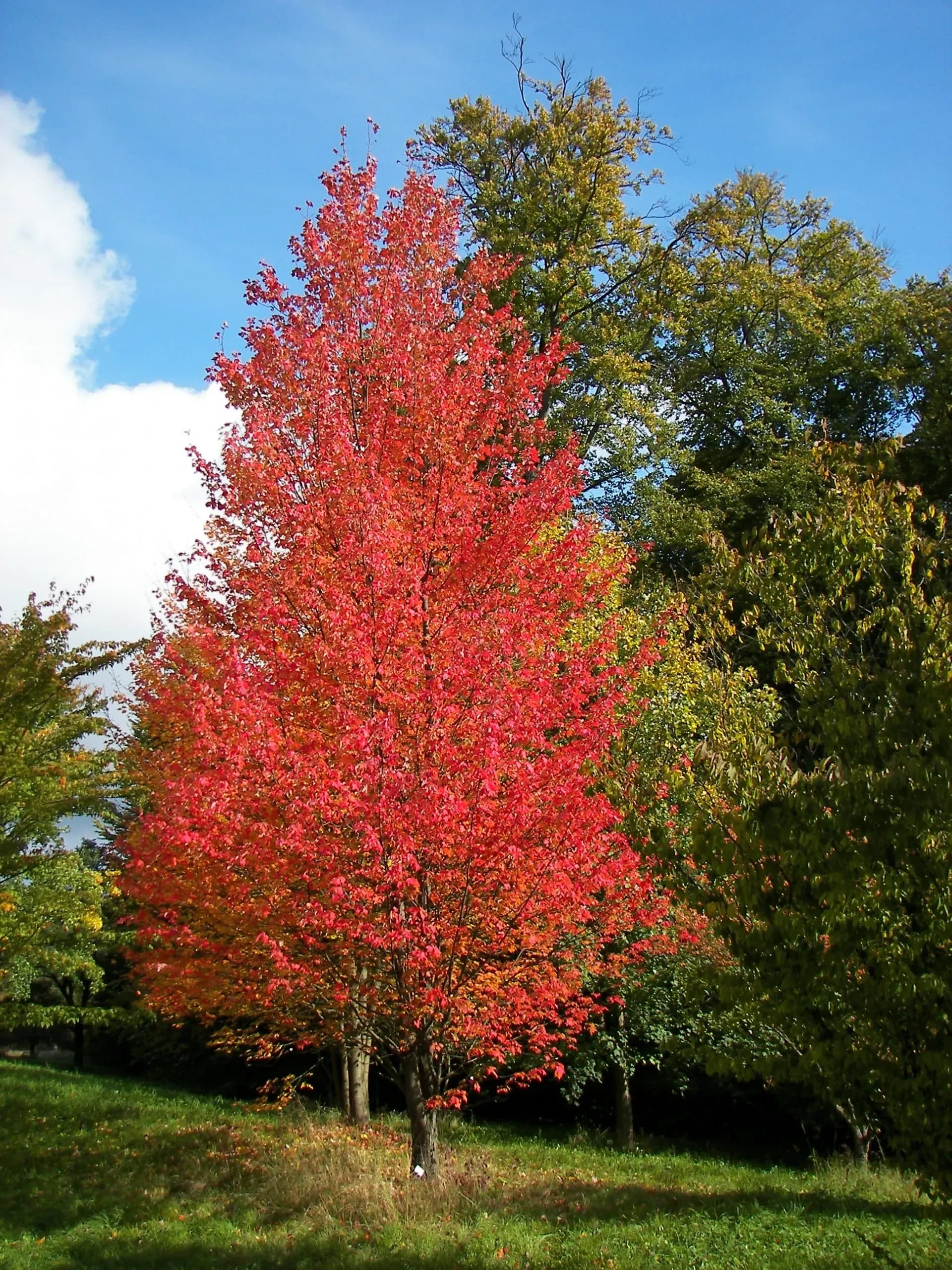 Acero rosso 'Scanlon'