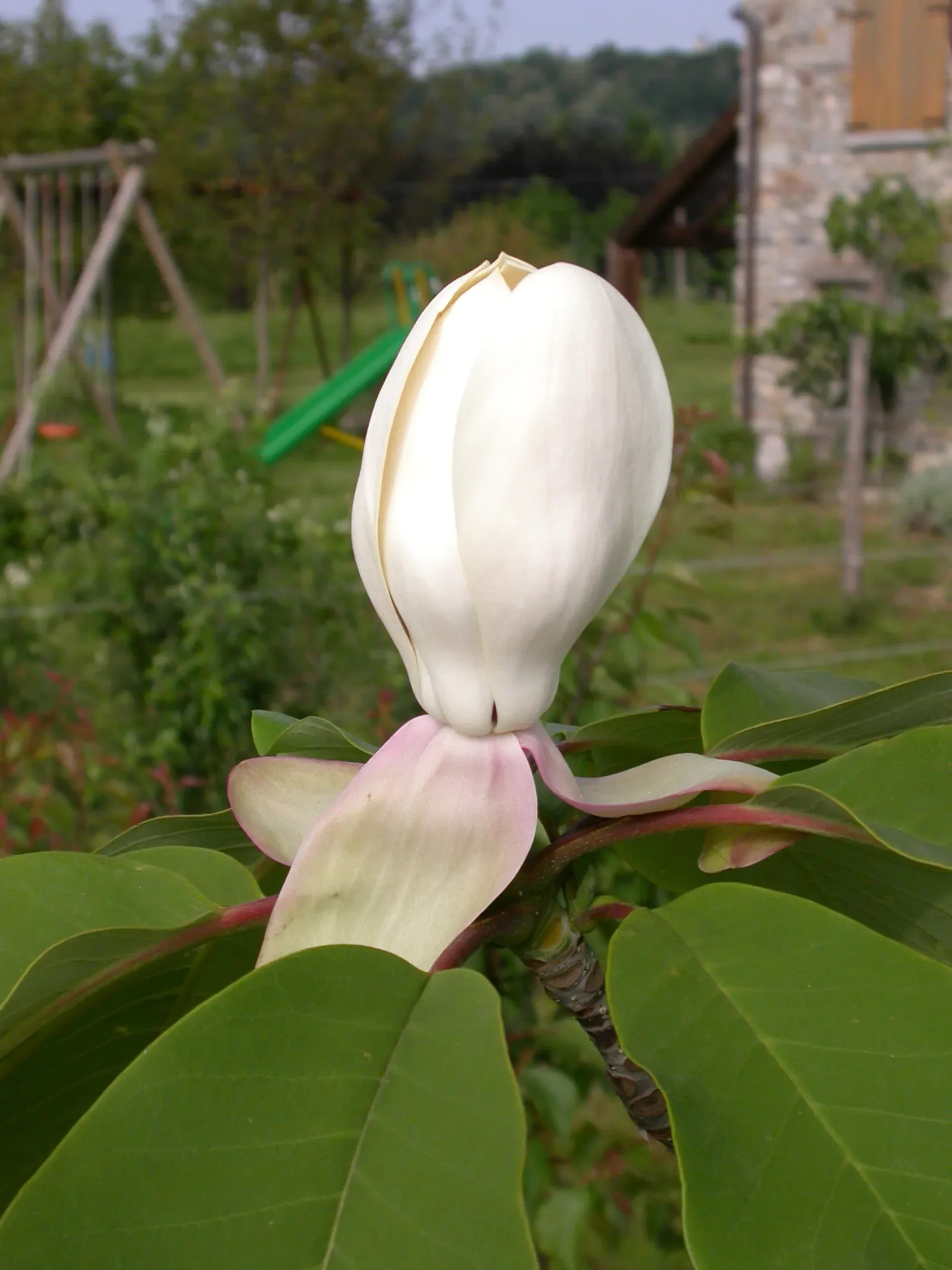 Magnolia
