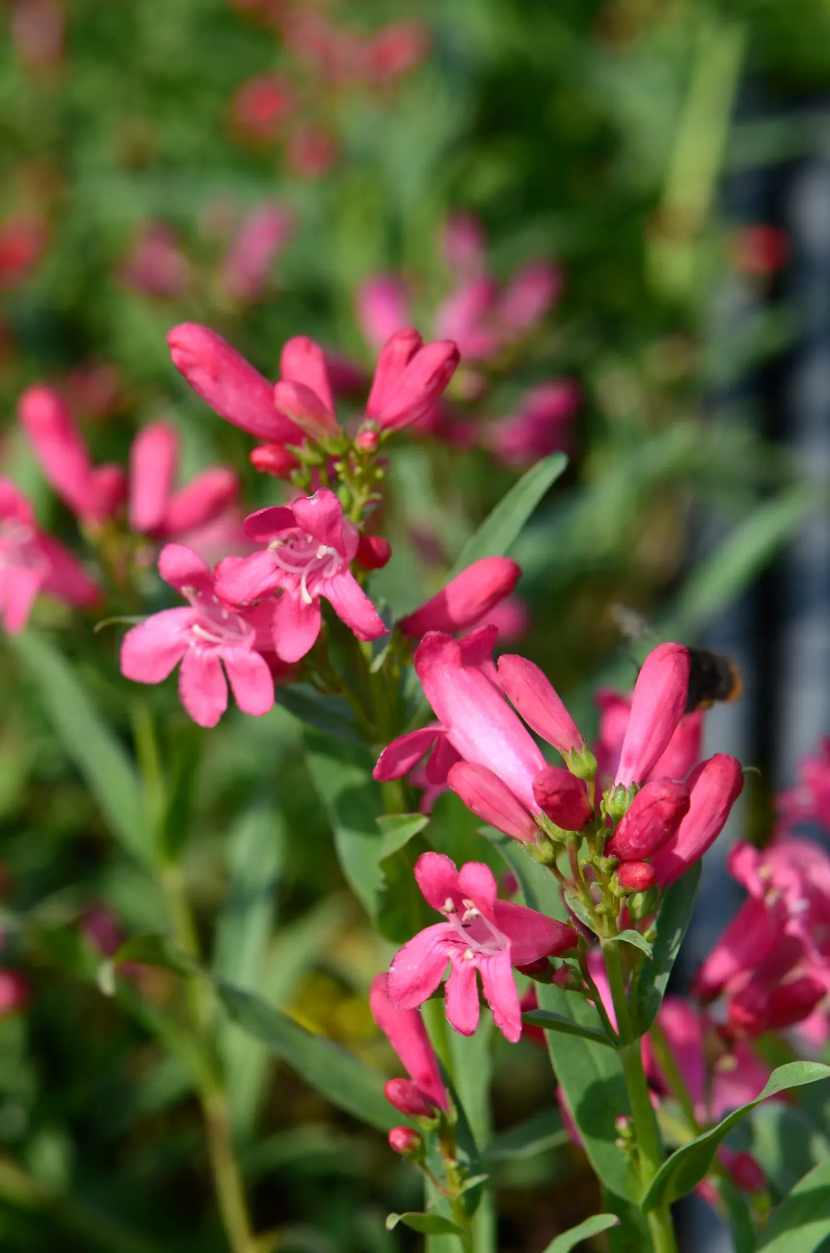 Penstemon