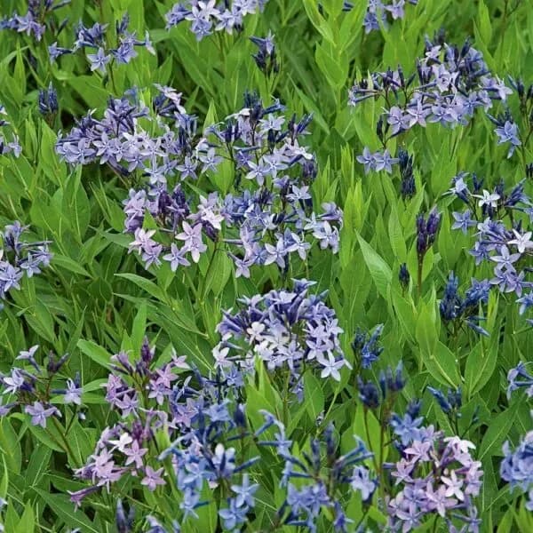 Amsonia Blue Ice