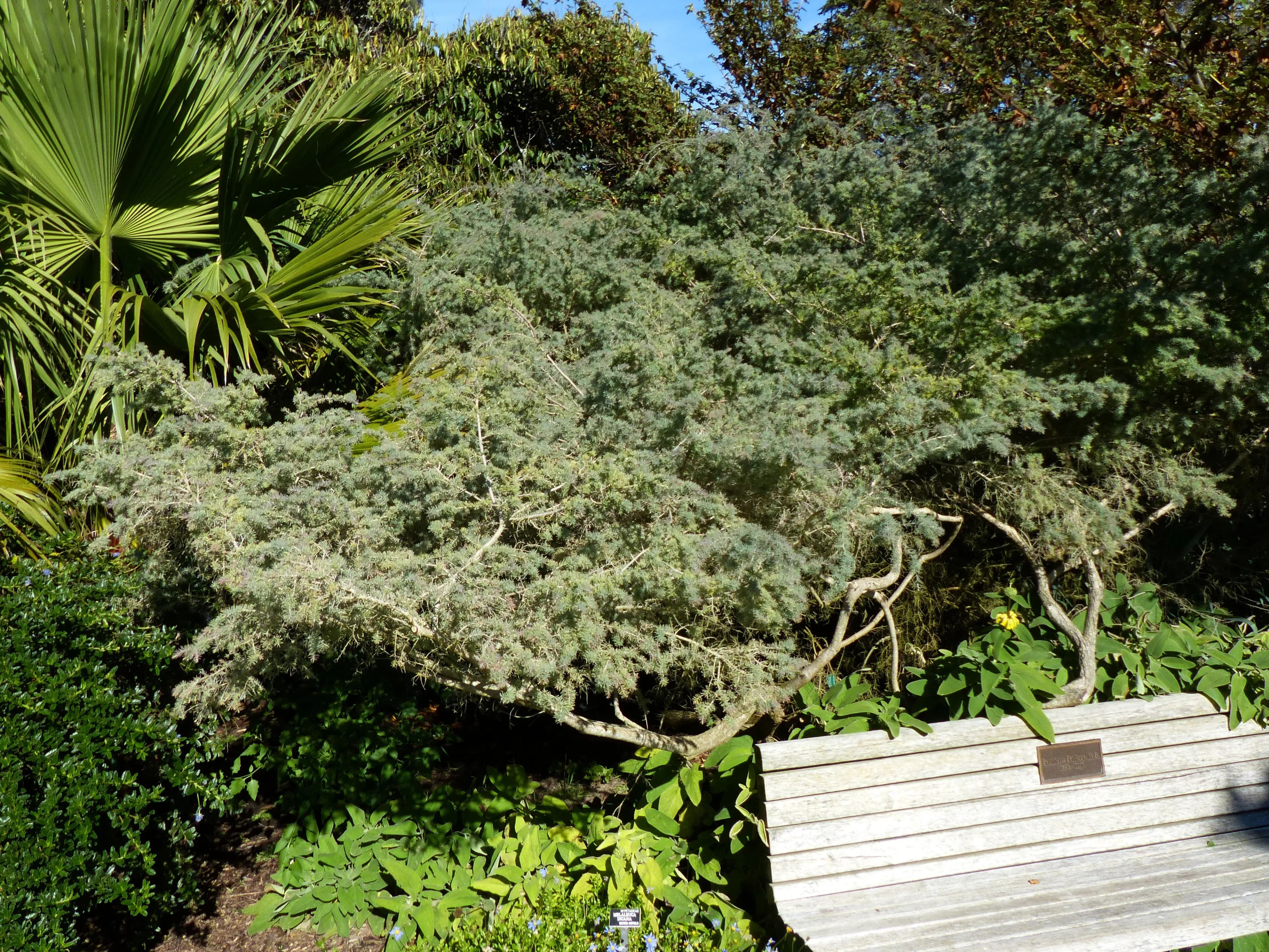 Melaleuca