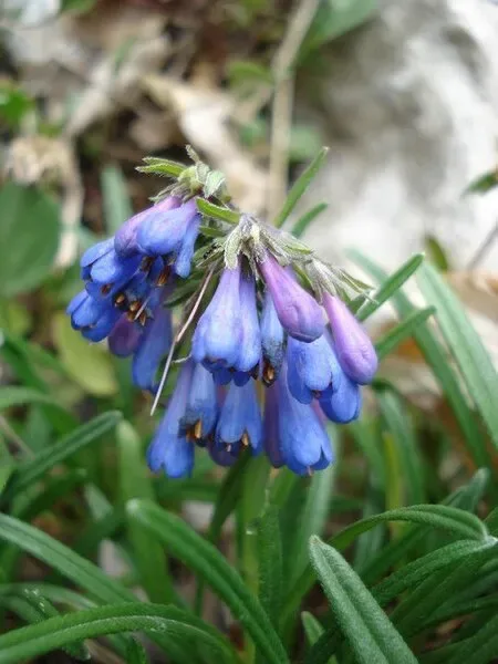 Erba-perla rupestre / Moltkia