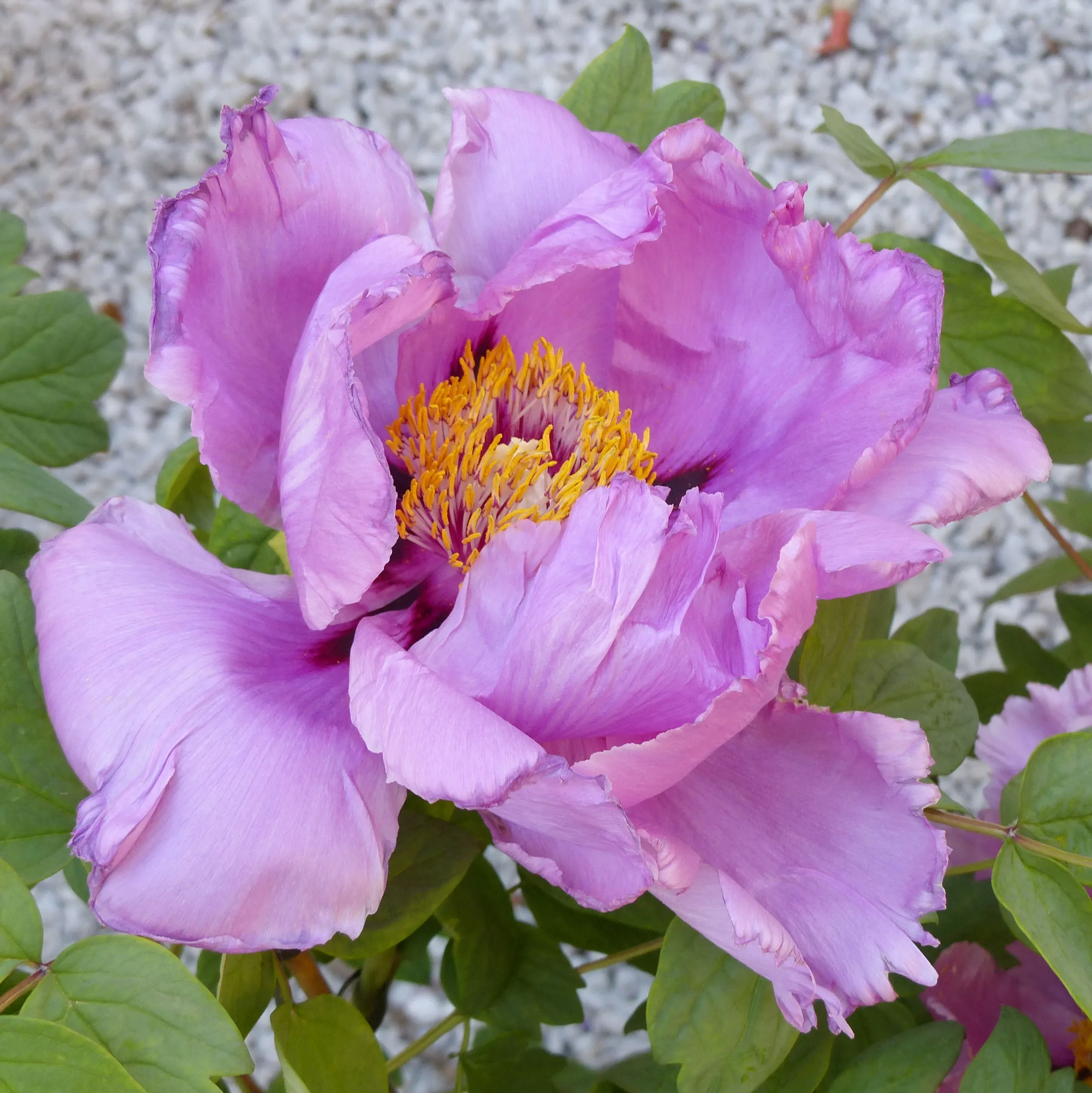 Peonia