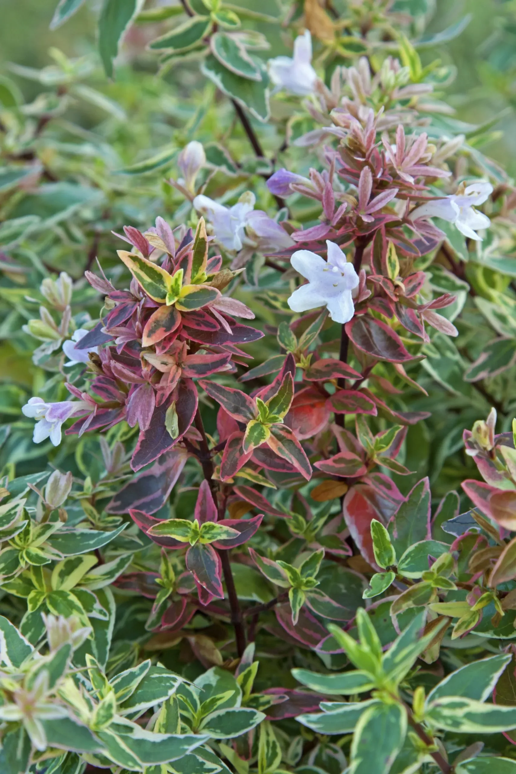 Abelia x grandiflora ‘Sparkling Silver’