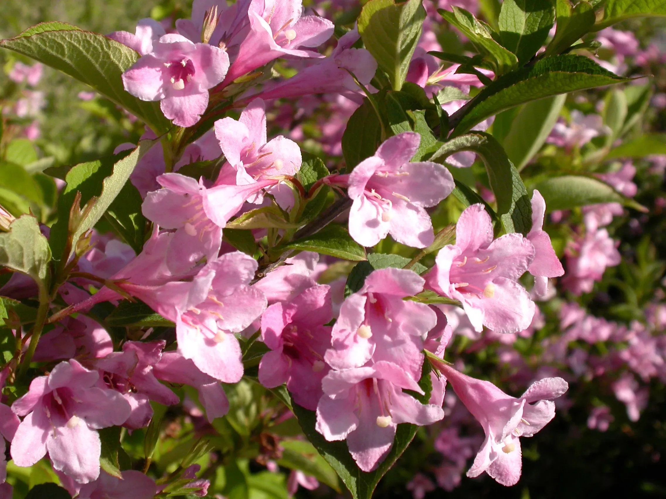 Weigela ‘Rosea’