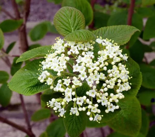 Viburno lantana ‘Candy’