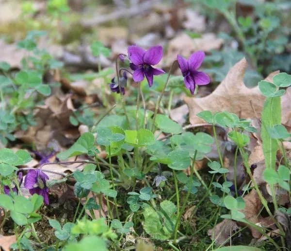 Viola del pensiero