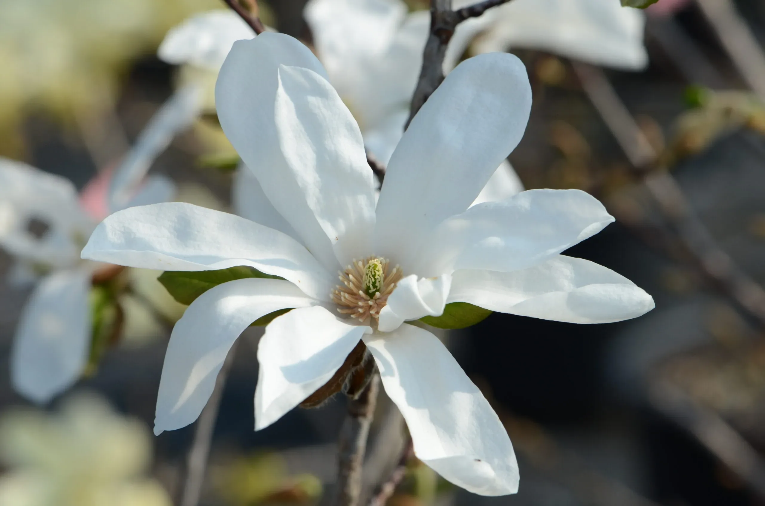 Magnolia