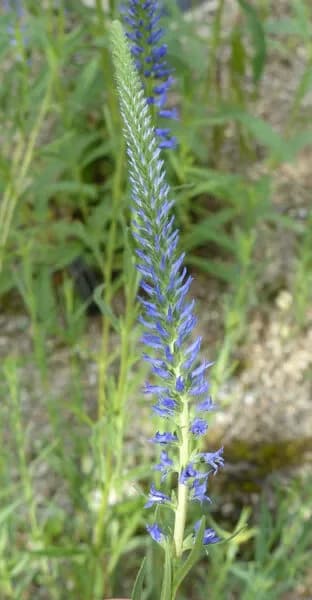 Veronica spicata