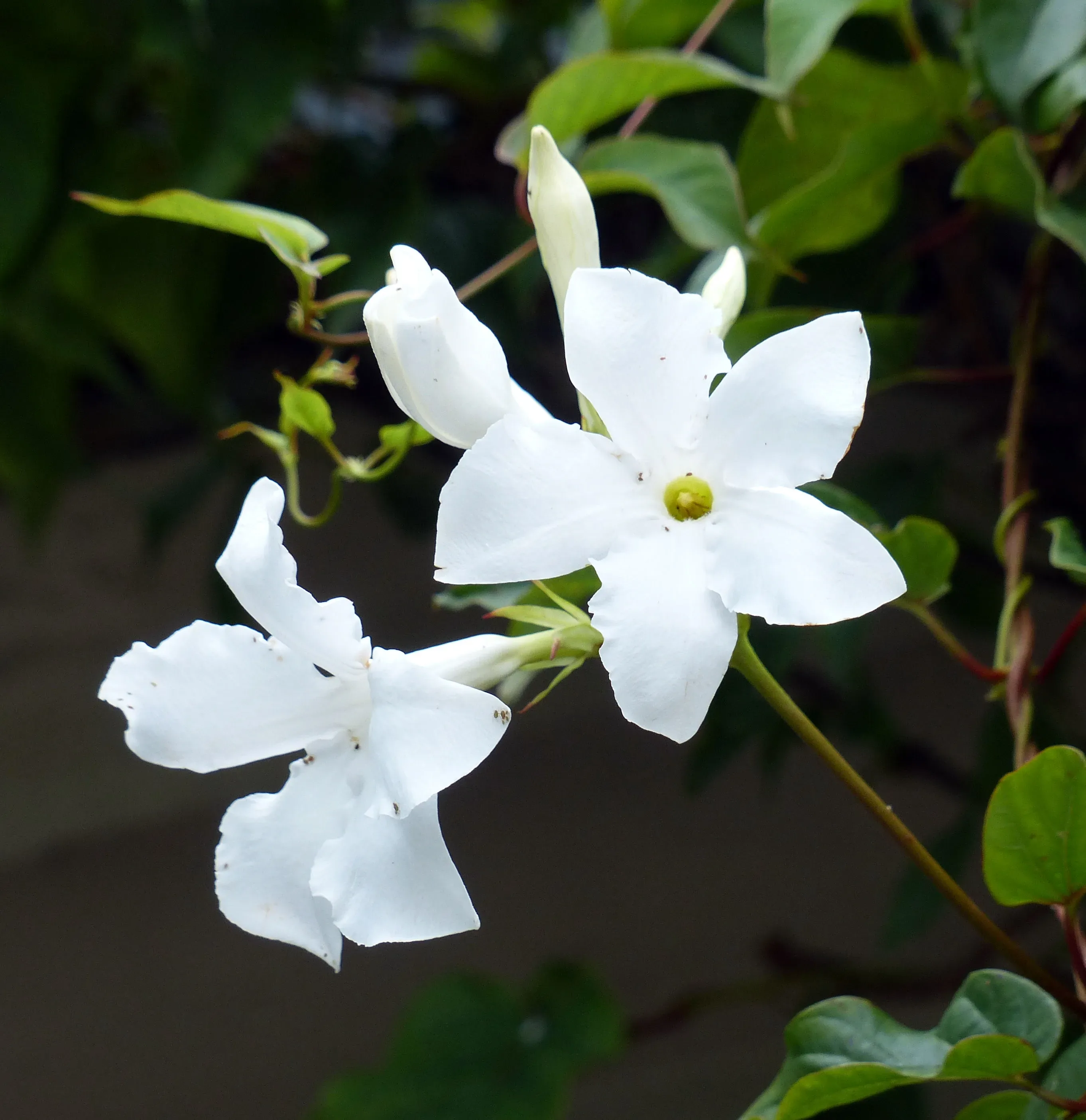 Mandevilla