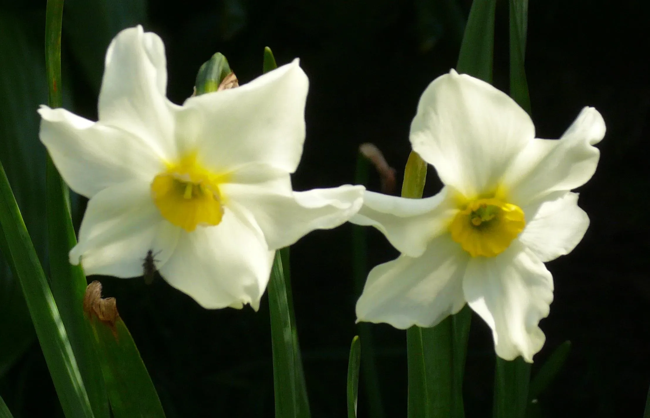 Narciso