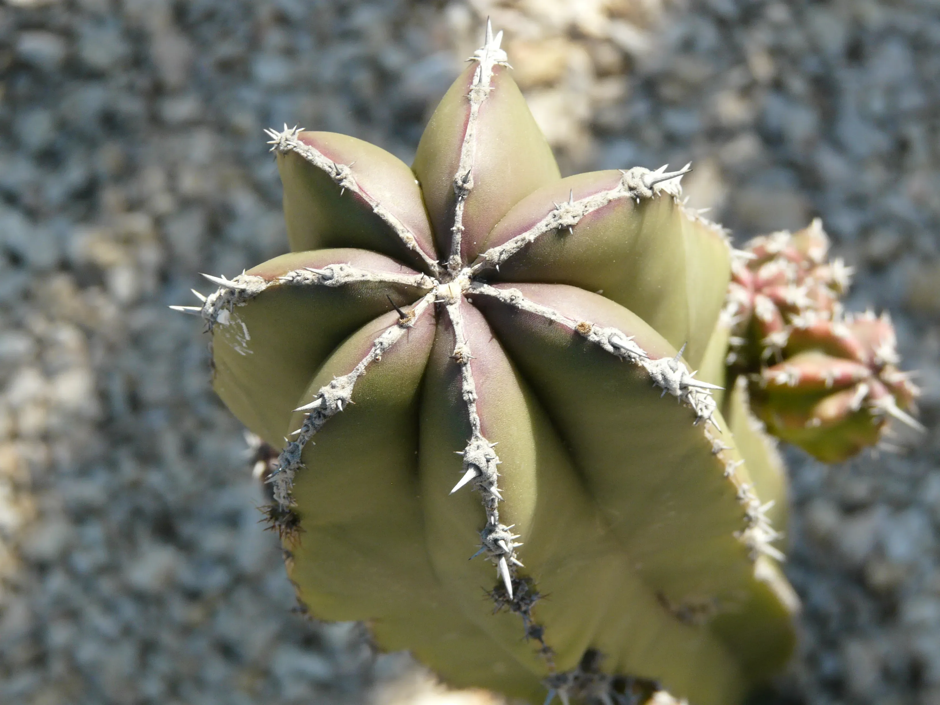 Neobuxbaumia euphorbioides