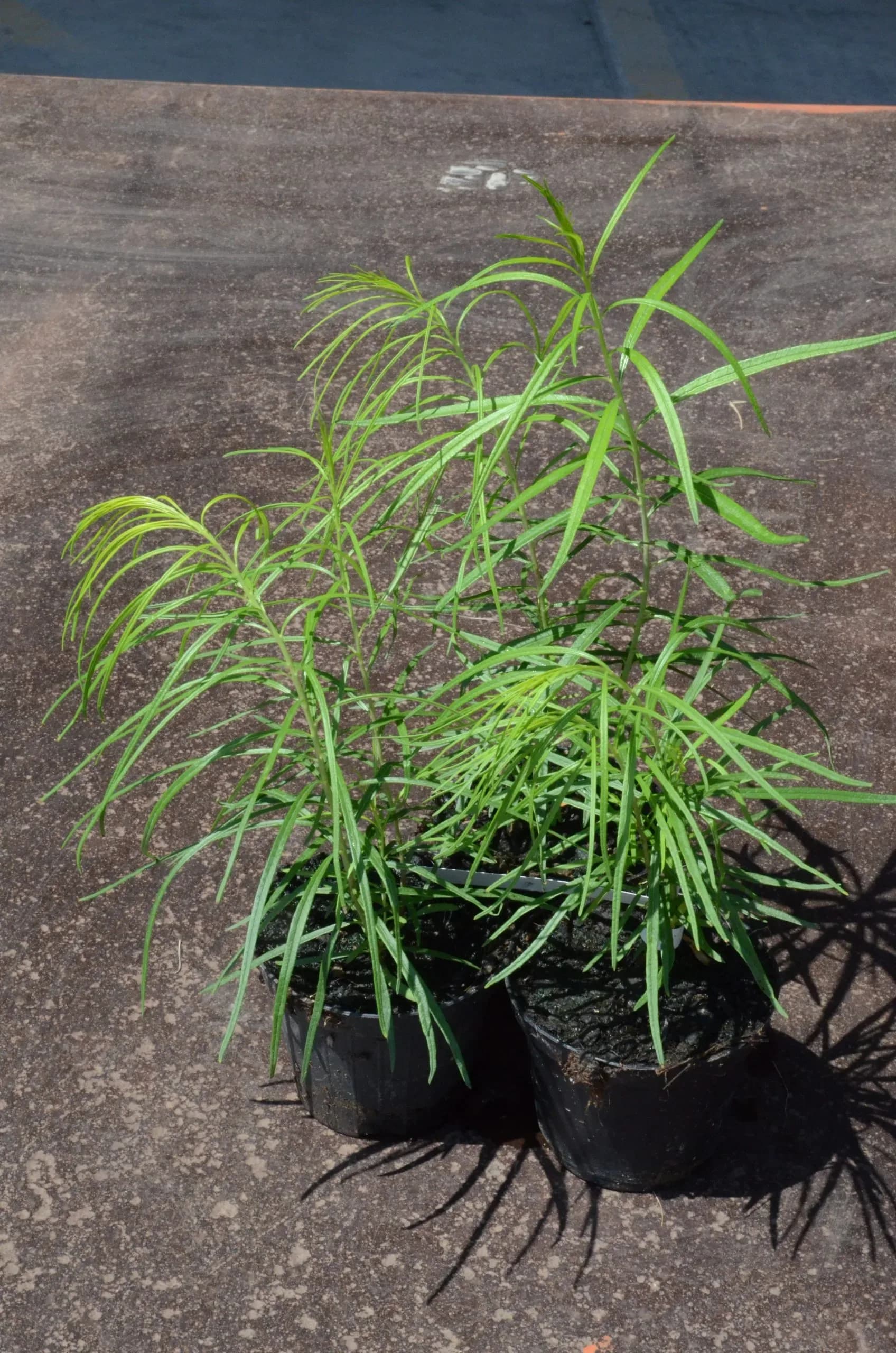 Amsonia hubrichtii