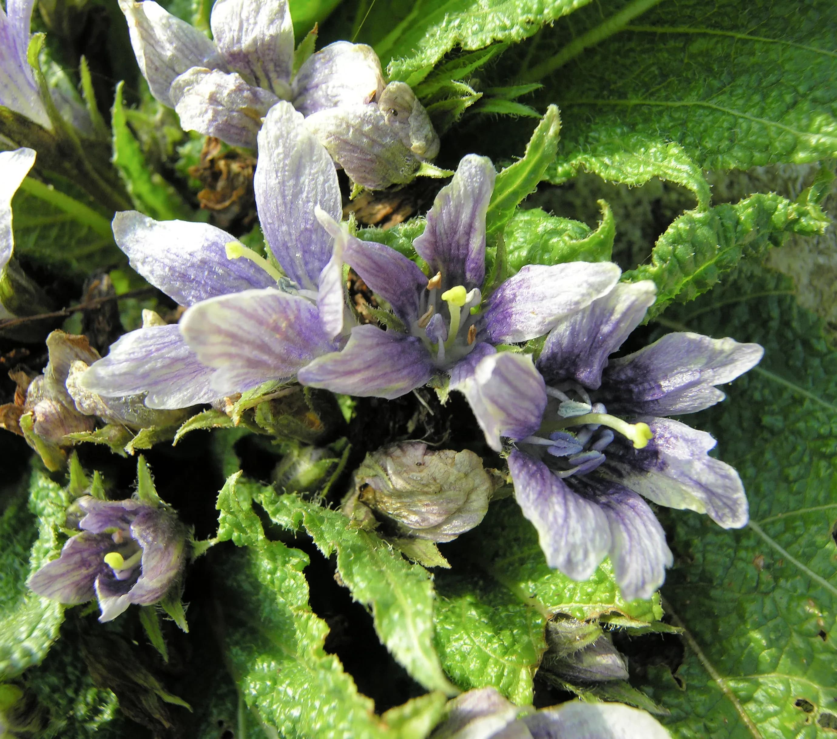 Mandragora comune