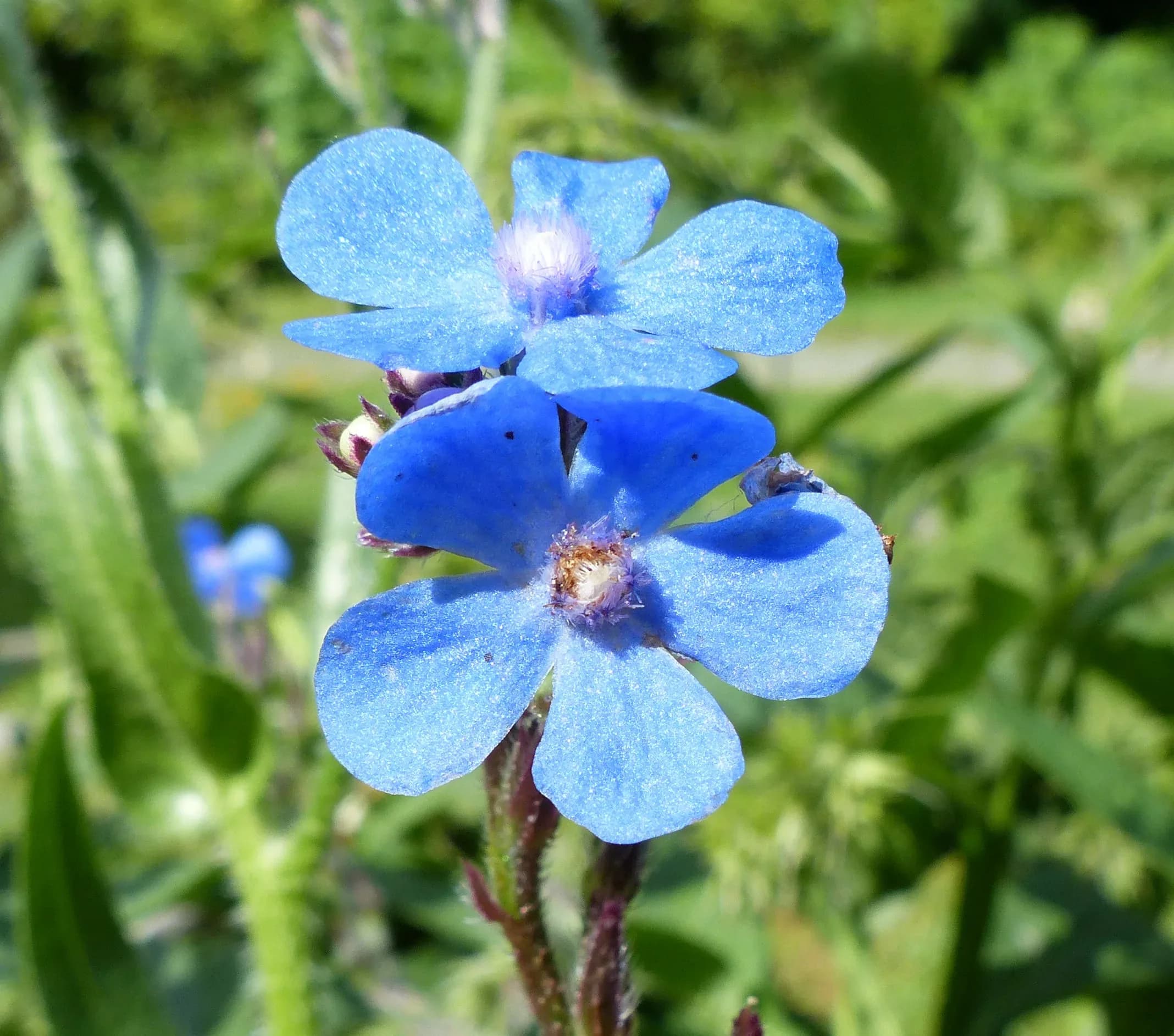 Buglossa azzurra