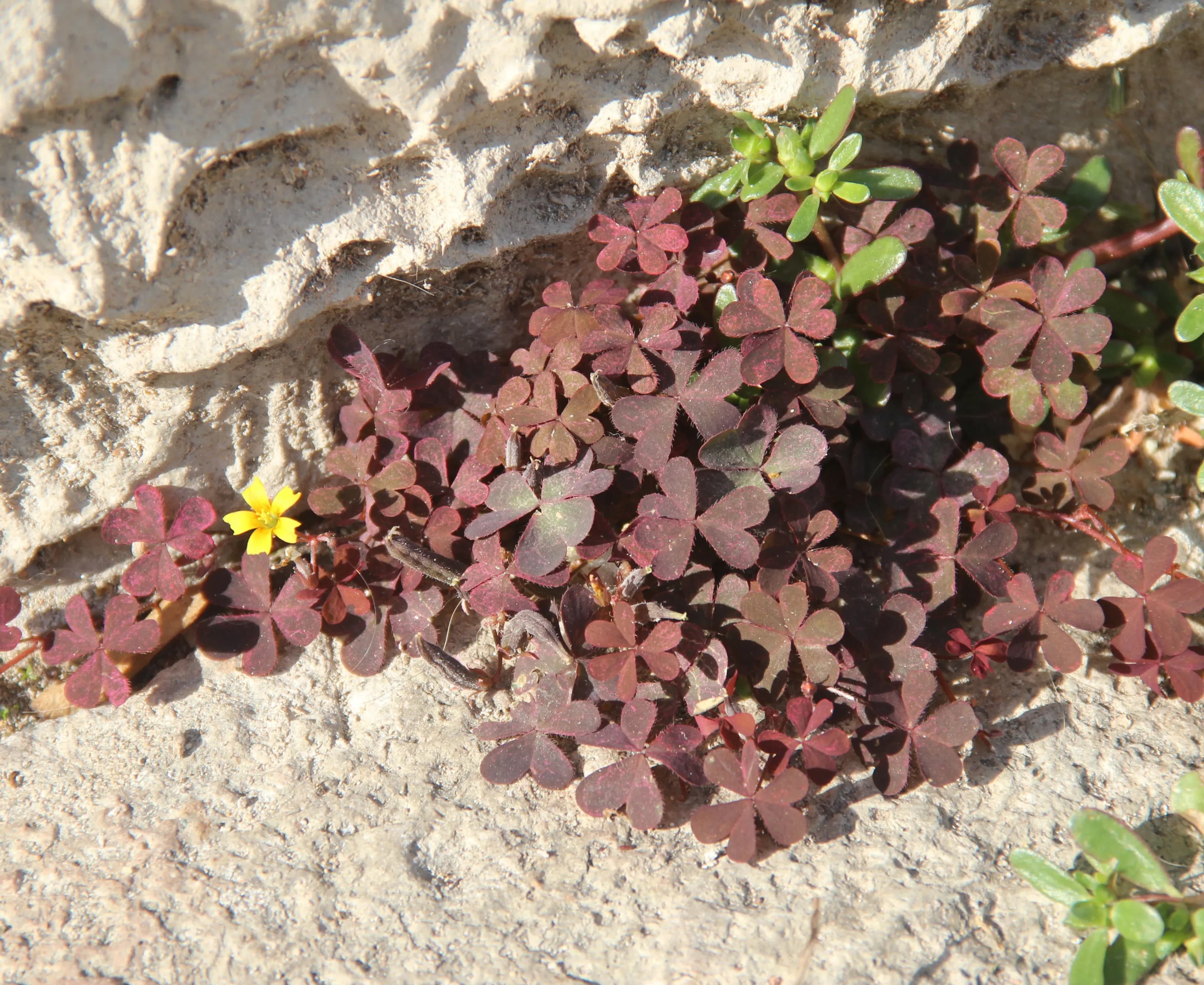Oxalis