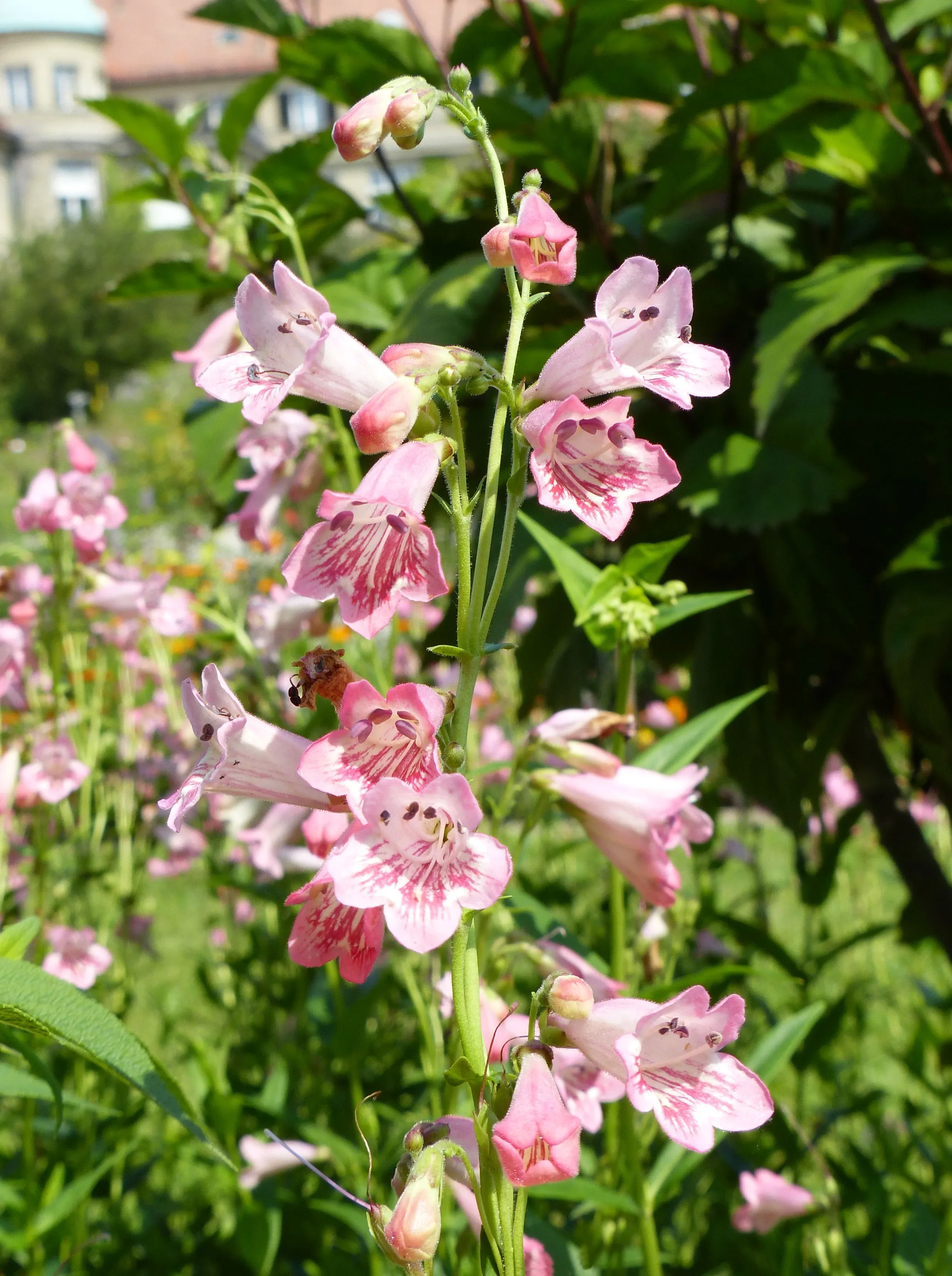 Penstemon
